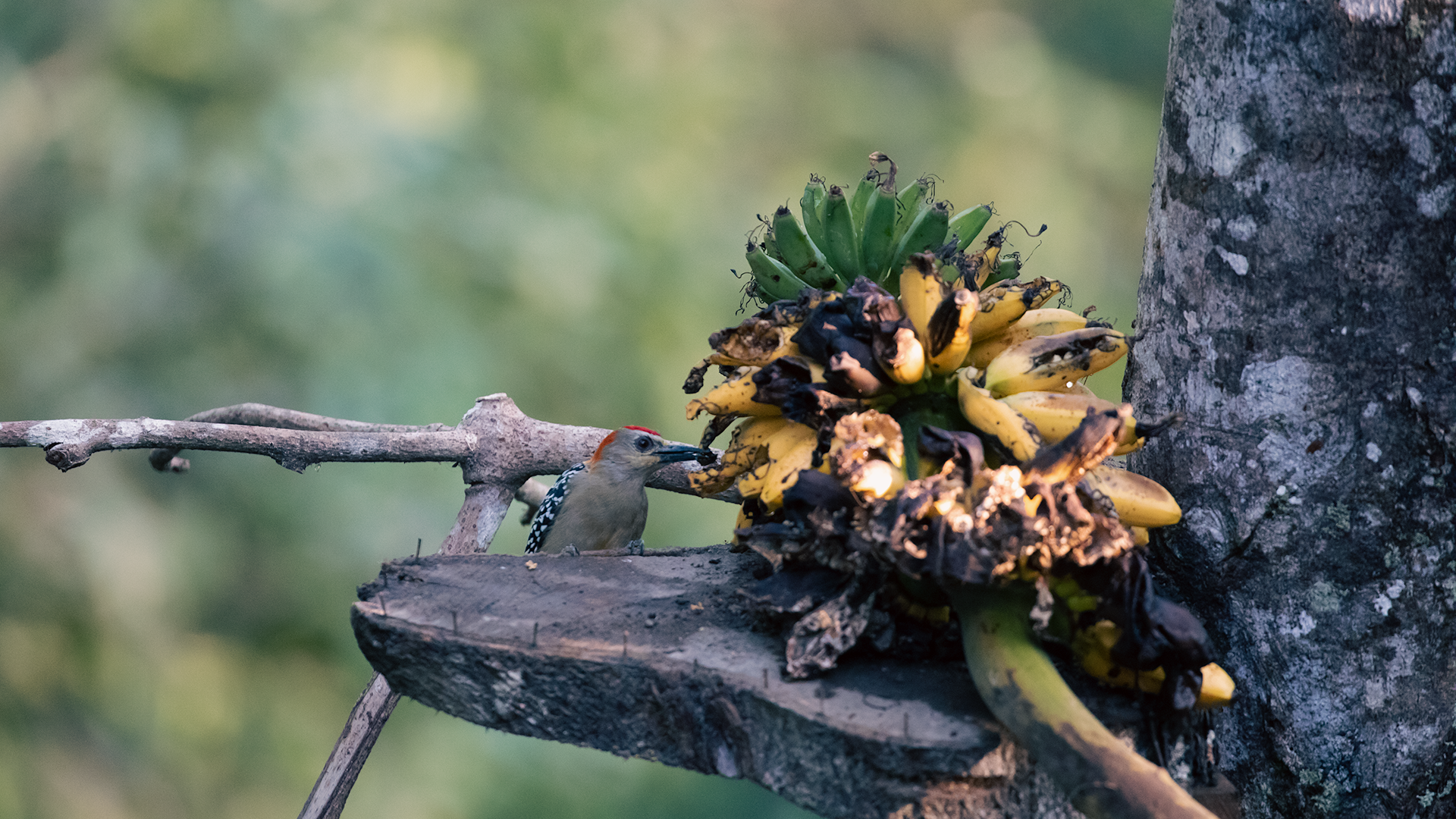 Red Crowned Woodpecker