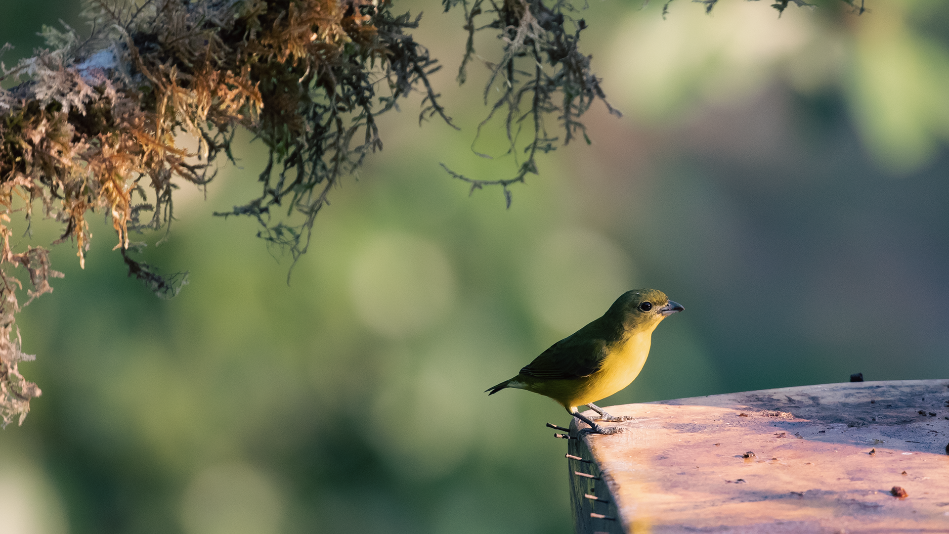 Thick-billed Euphonia