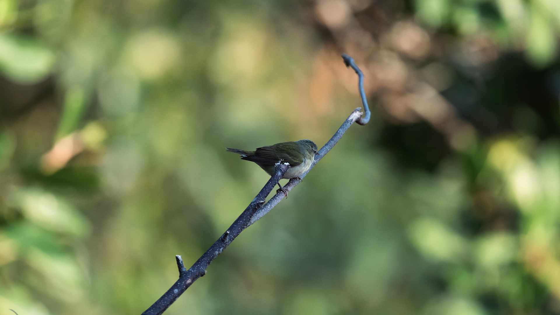 Tennessee Warbler