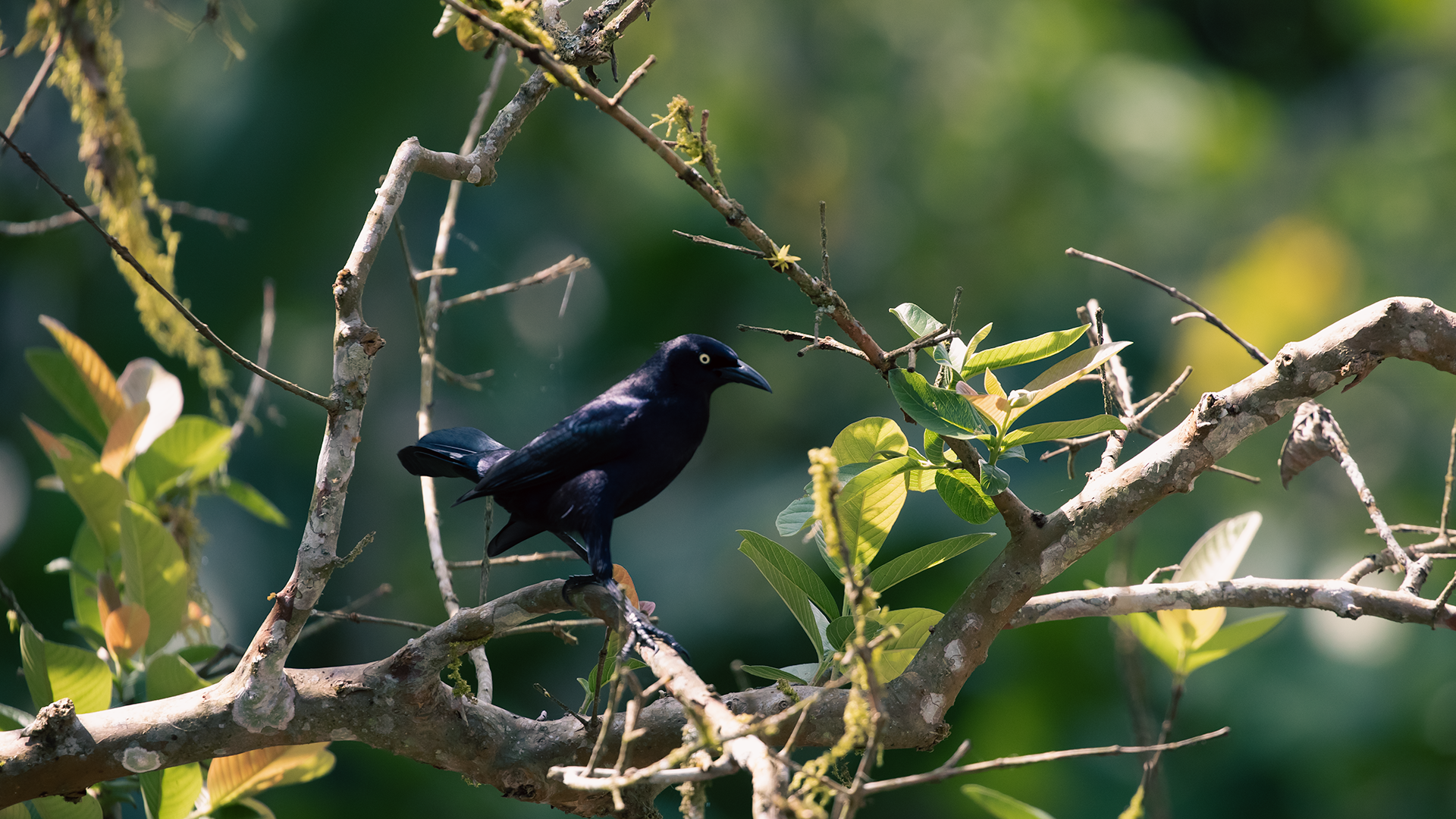 Great-tailed Grackle