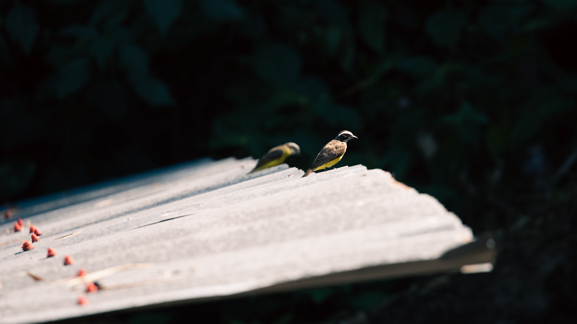 Golden-bellied Flycatcher