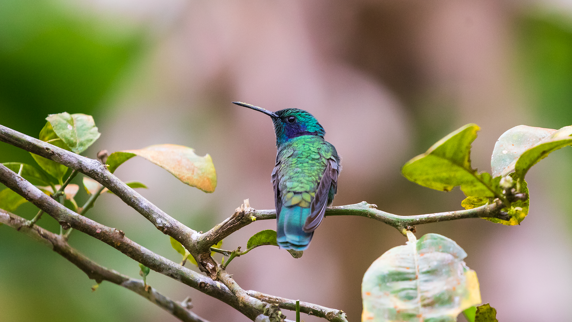 Lesser Violetear