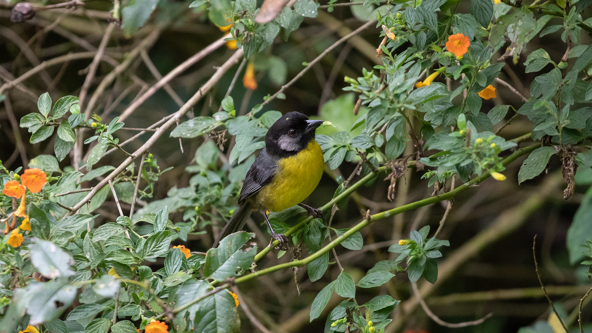 Santa Marta Brushfinch 