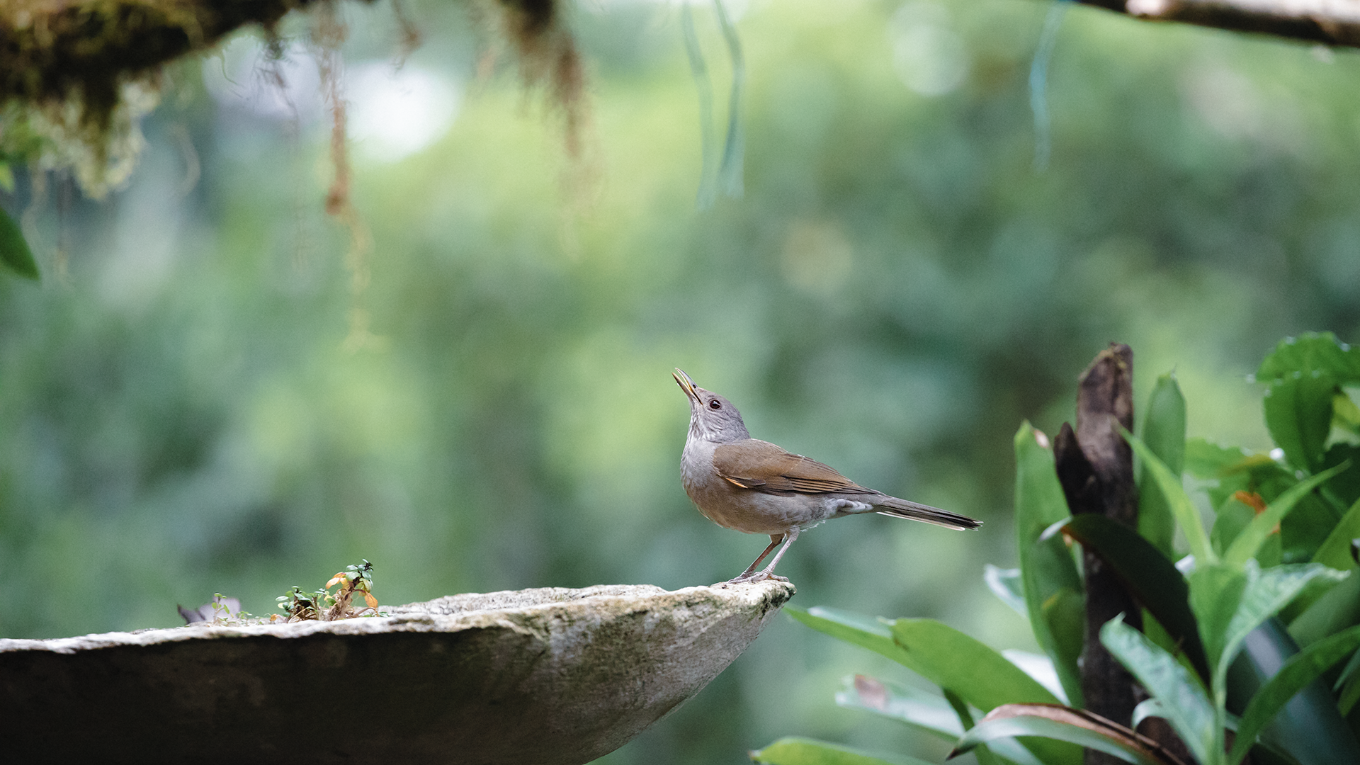 Pale-breasted Thrush