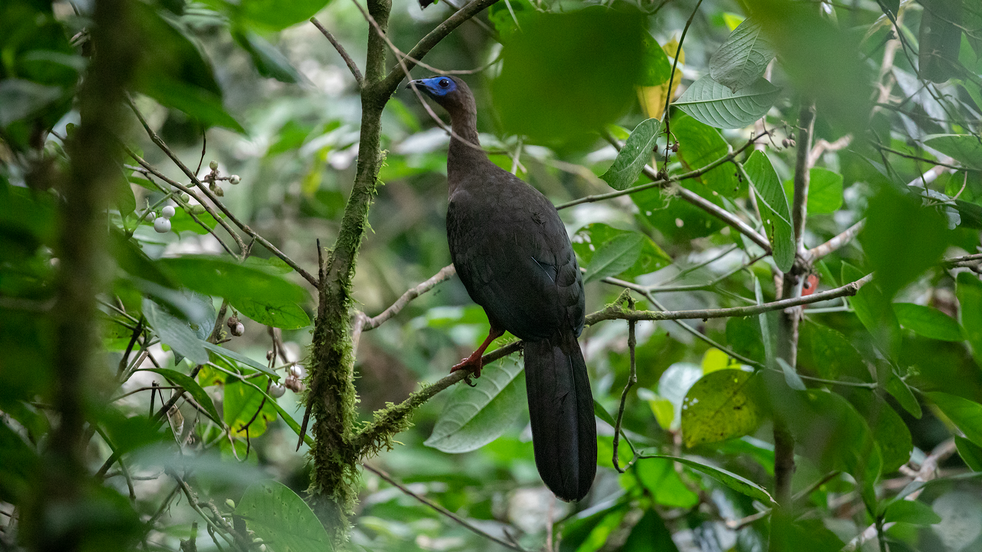 Sickle-winged Guan