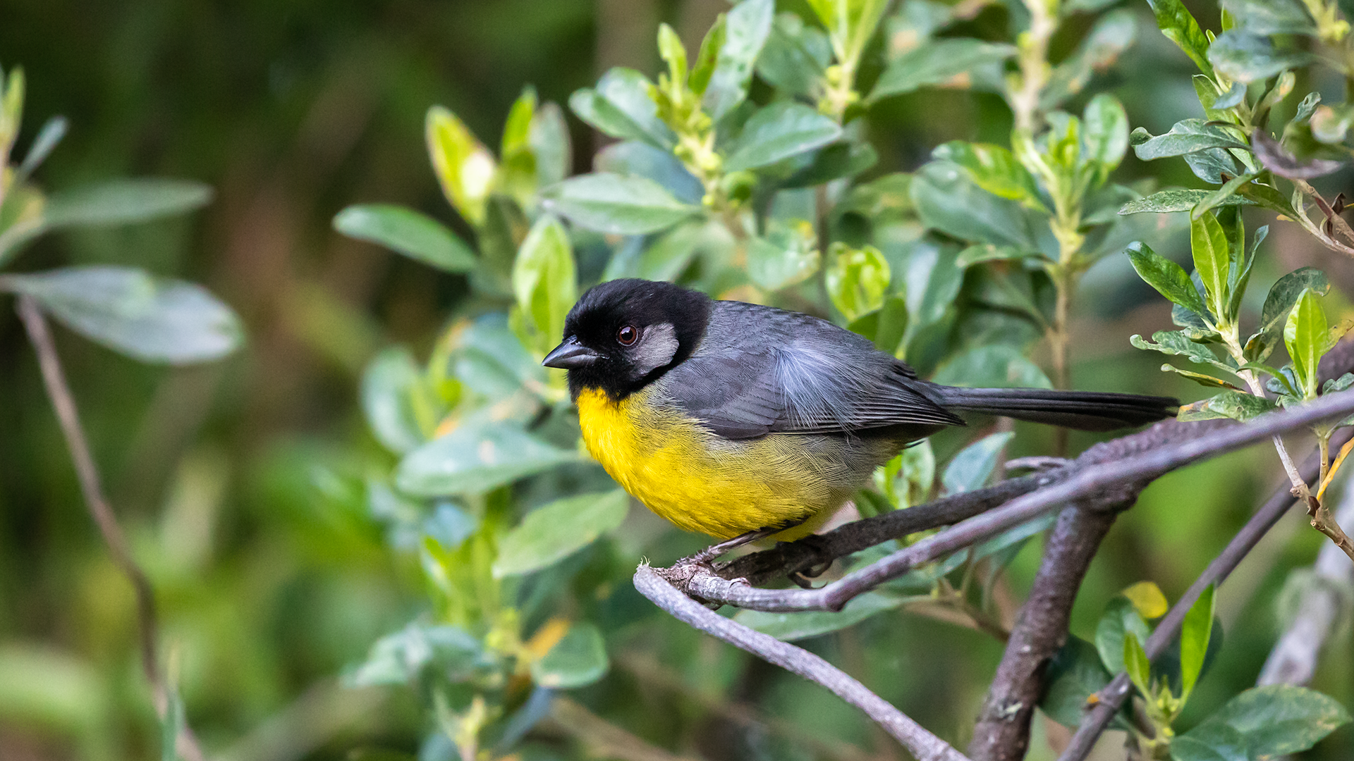 Santa Marta Brushfinch