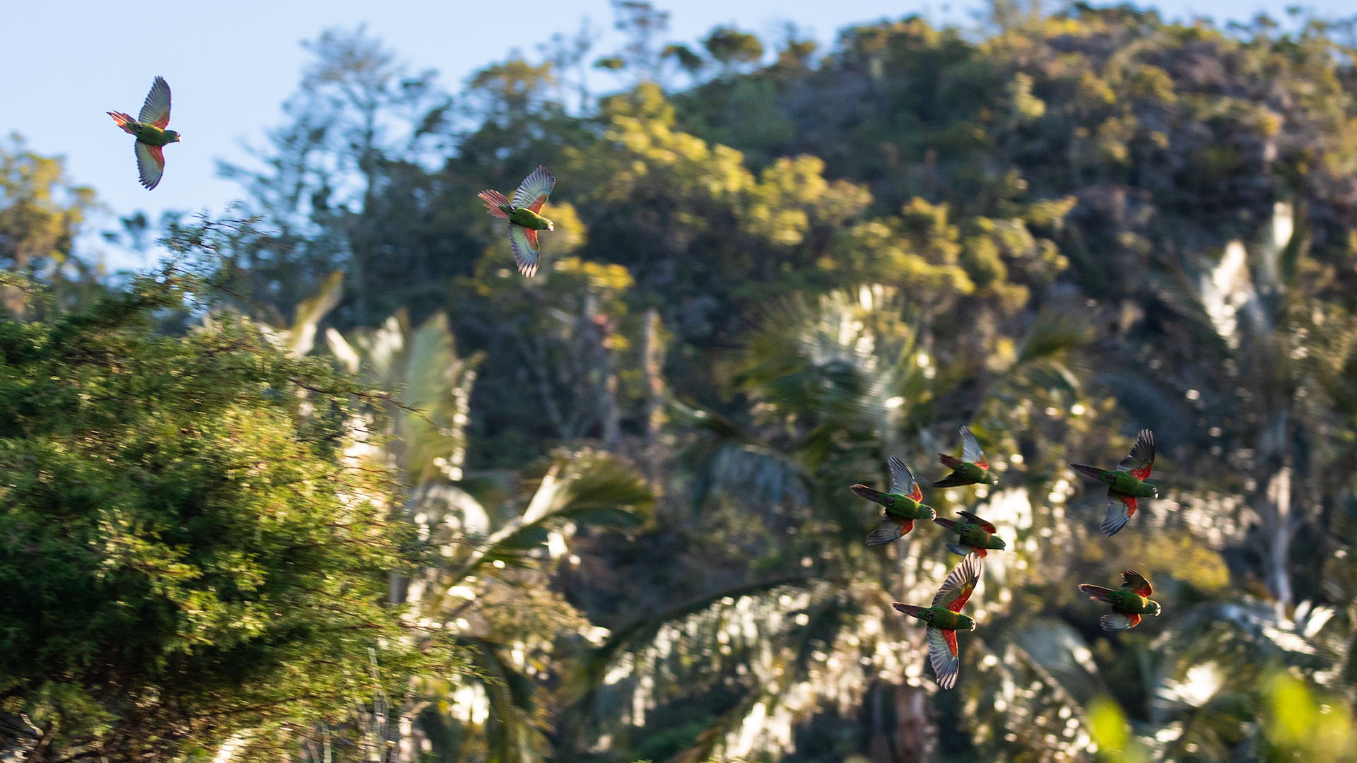 Santa Marta Parakeet