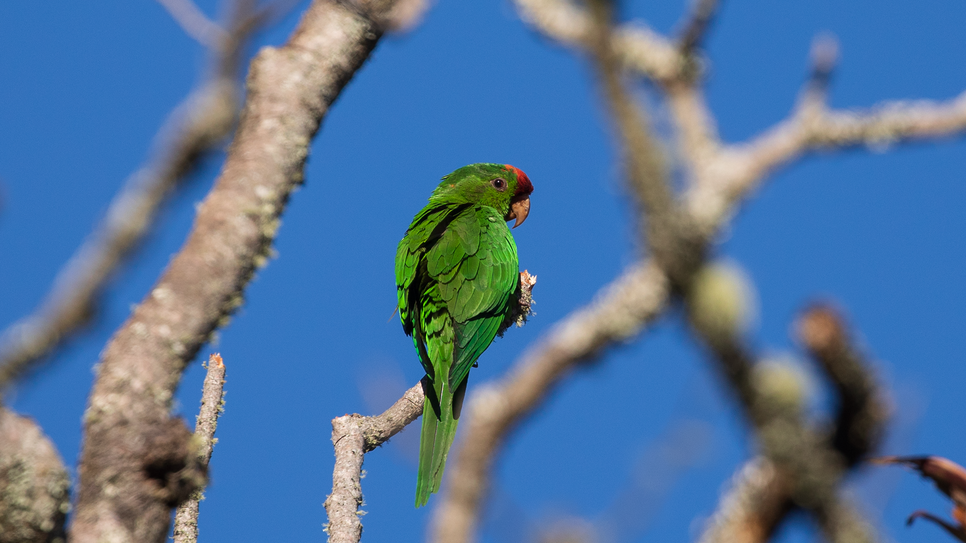 Scarlet-fronted Parakeet