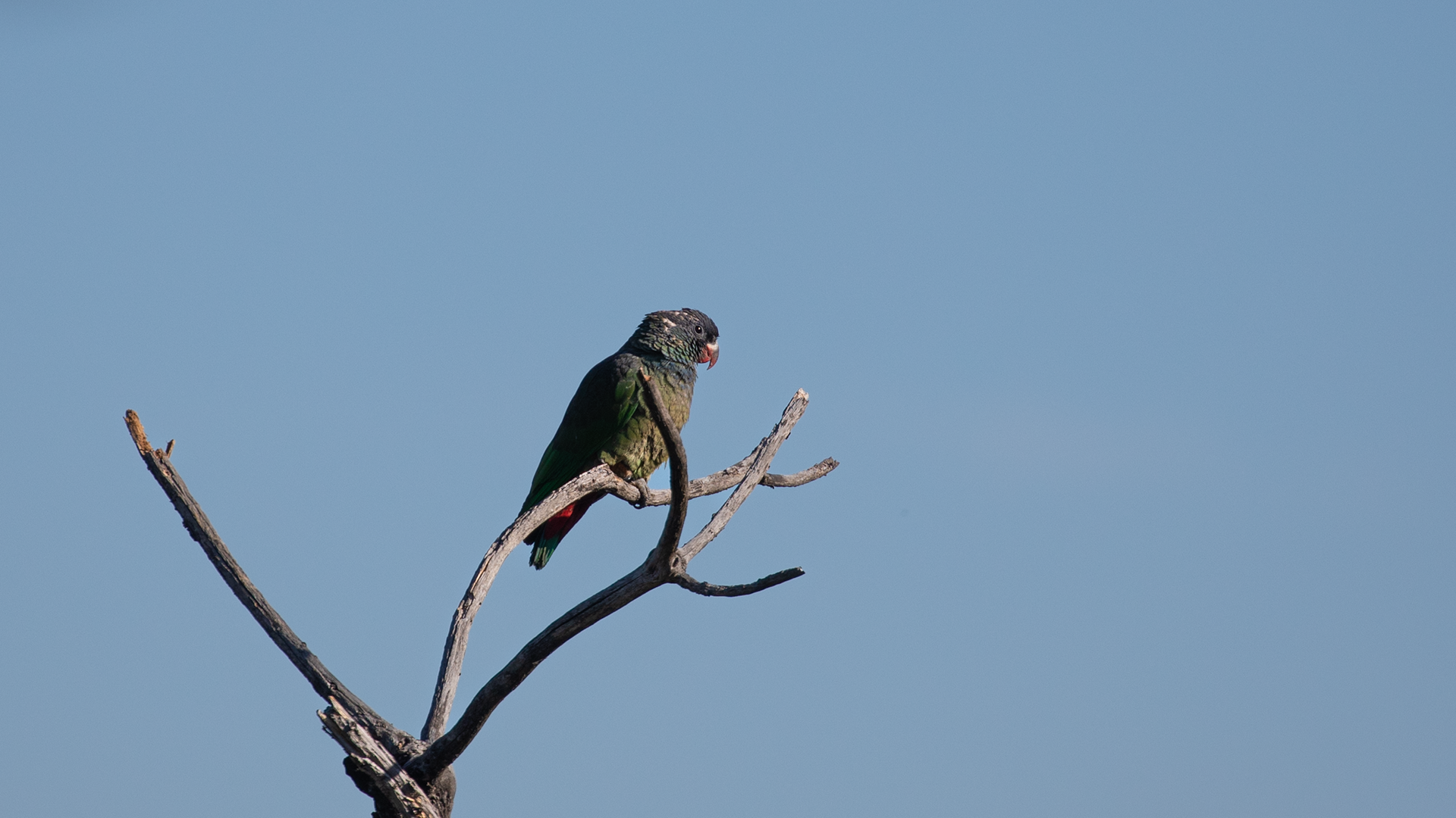 Red-billed Parrot