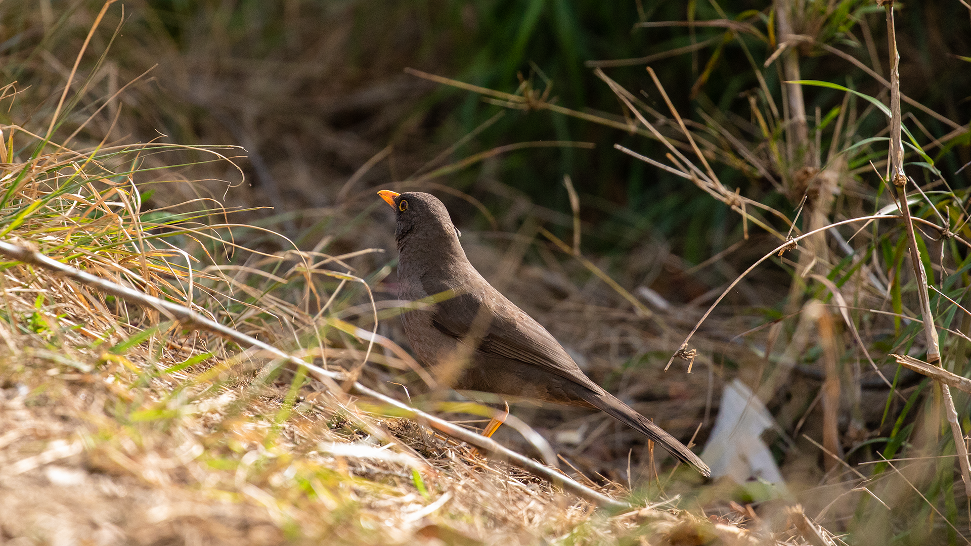 Great Thrush