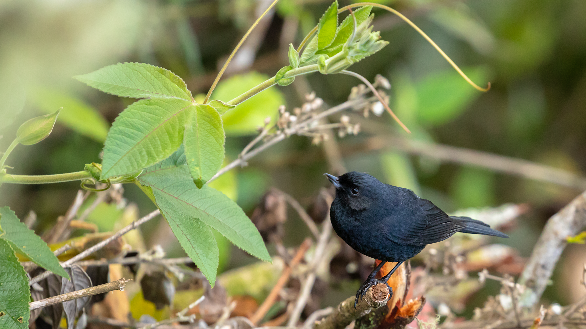 Black Flowerpiercer