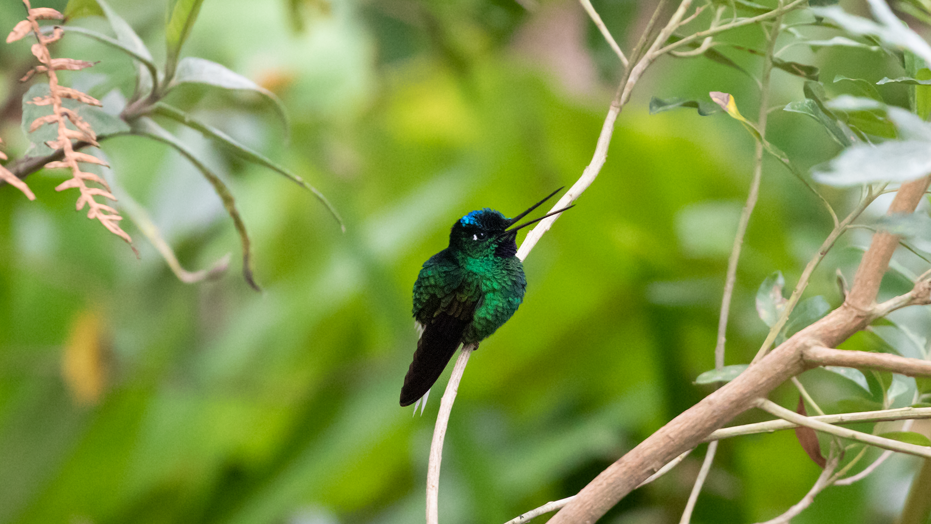 White-tailed Starfrontlet