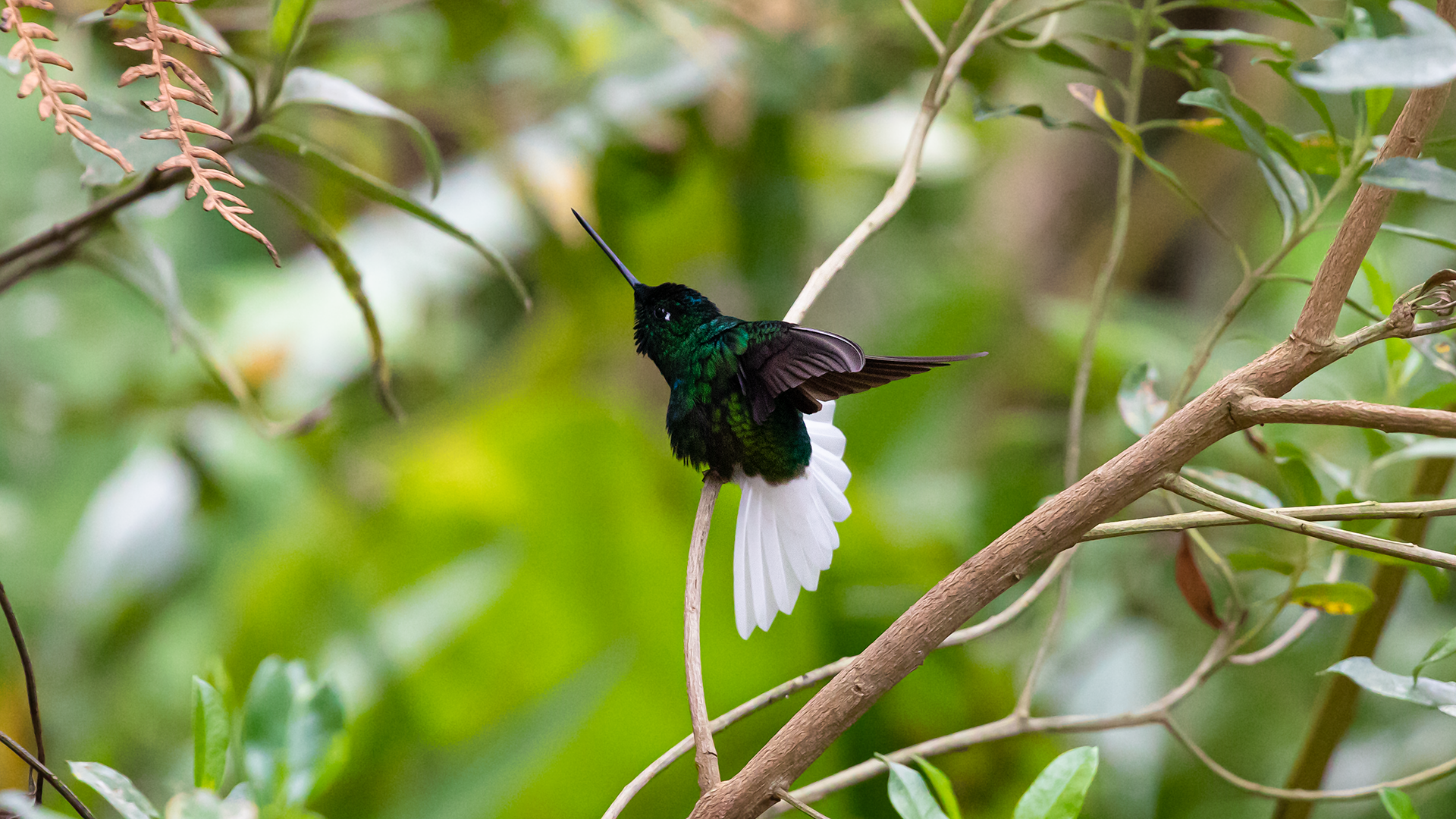 White-tailed Starfrontlet