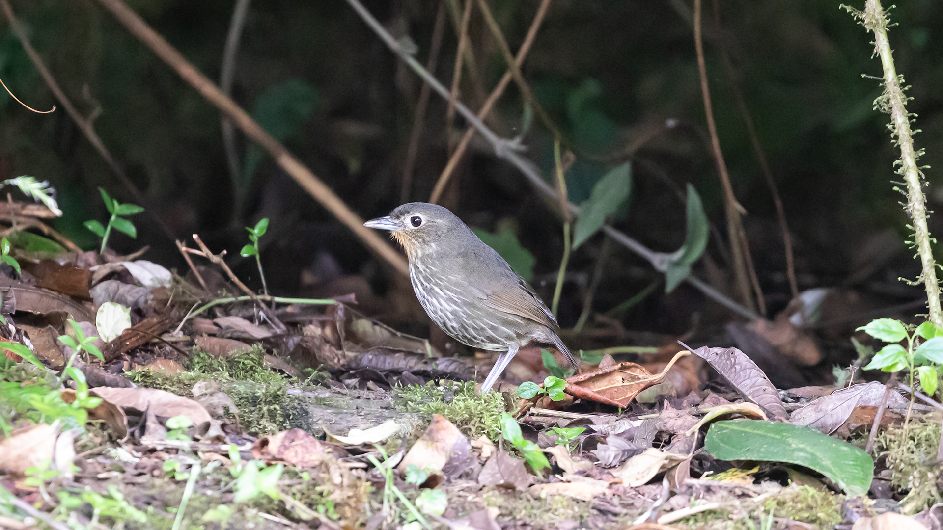 Santa Marta Antpitta