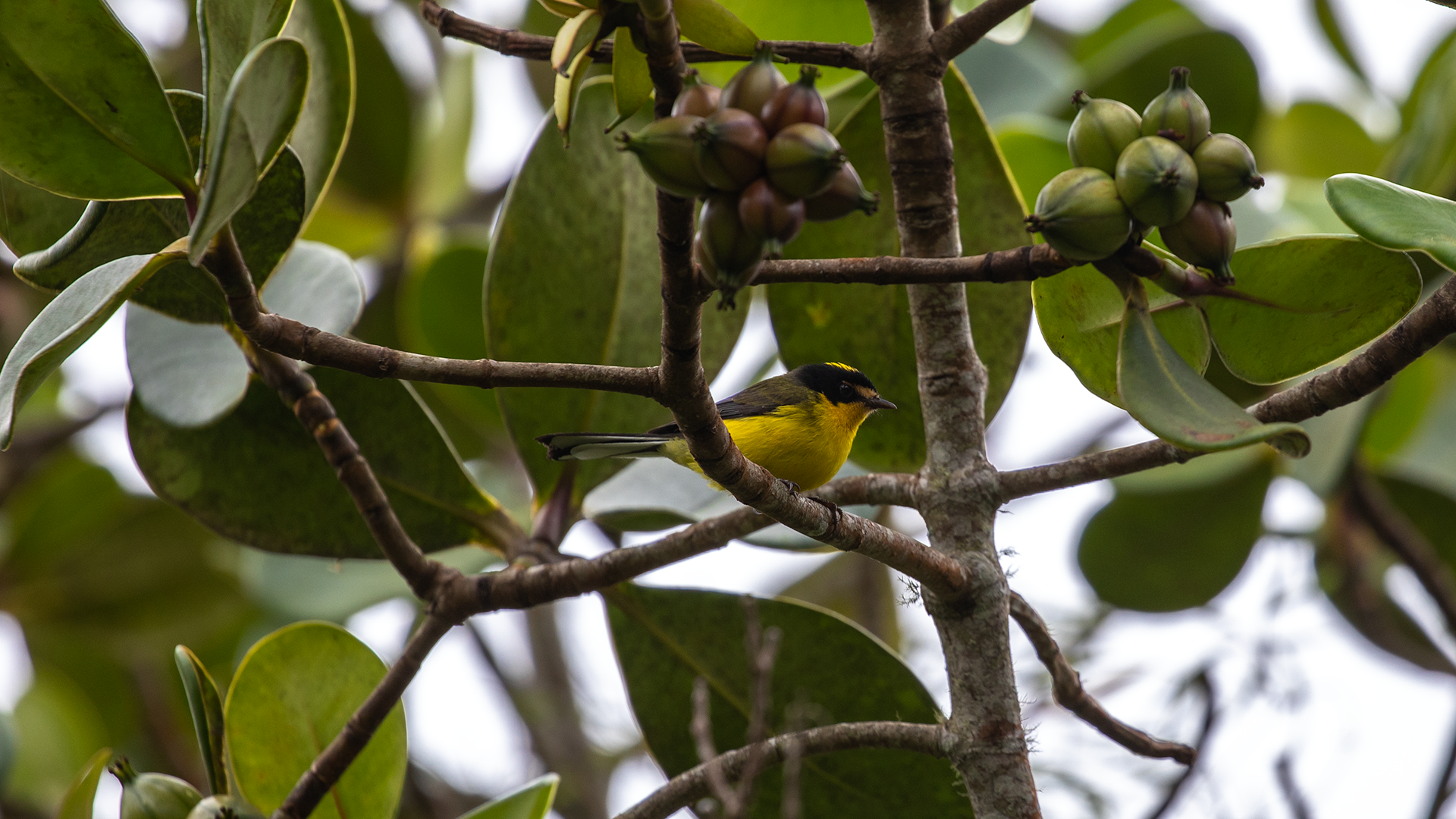 Pale-naped Brushfinch