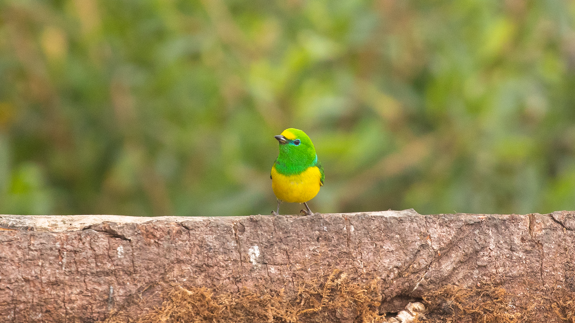 Blue-naped Chlorophonia