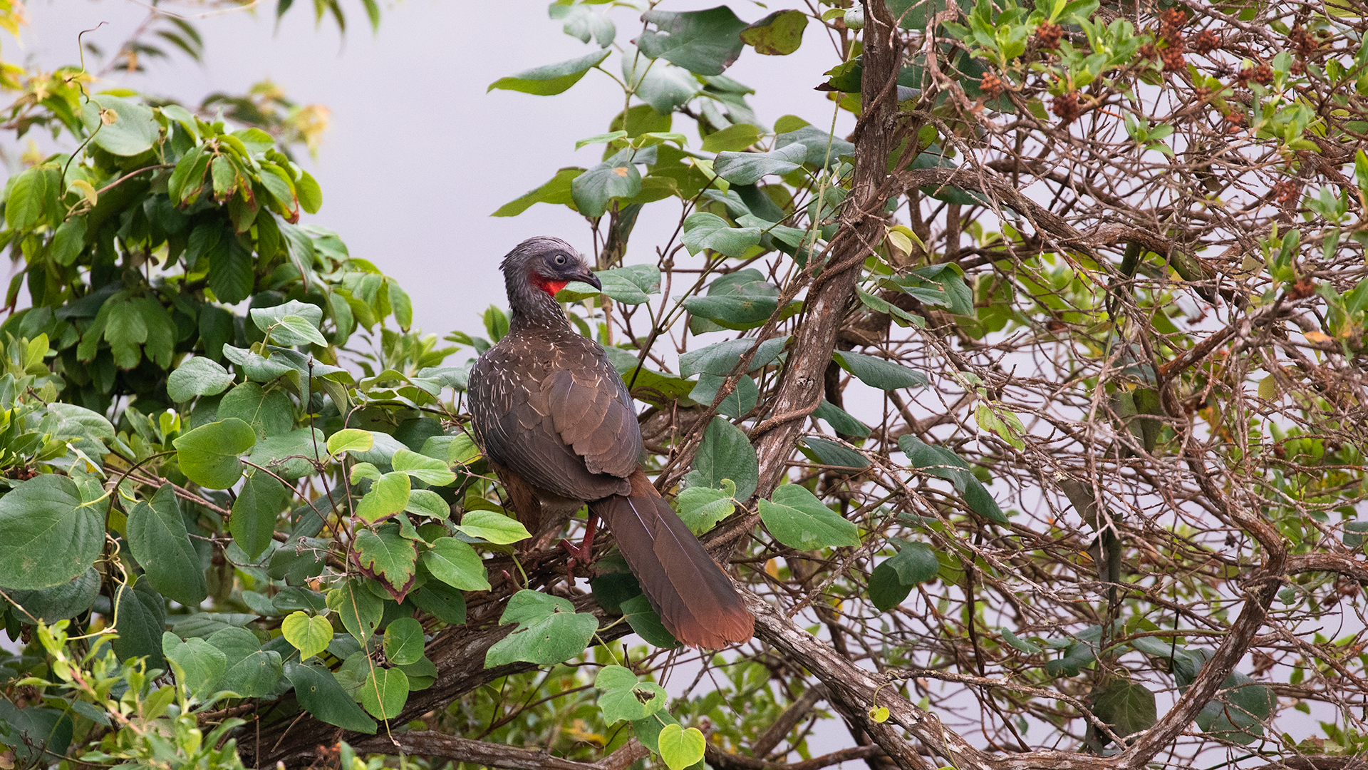 Band-tailed Guan