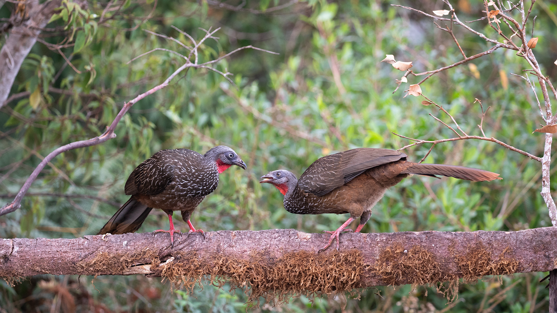 Band-tailed Guan