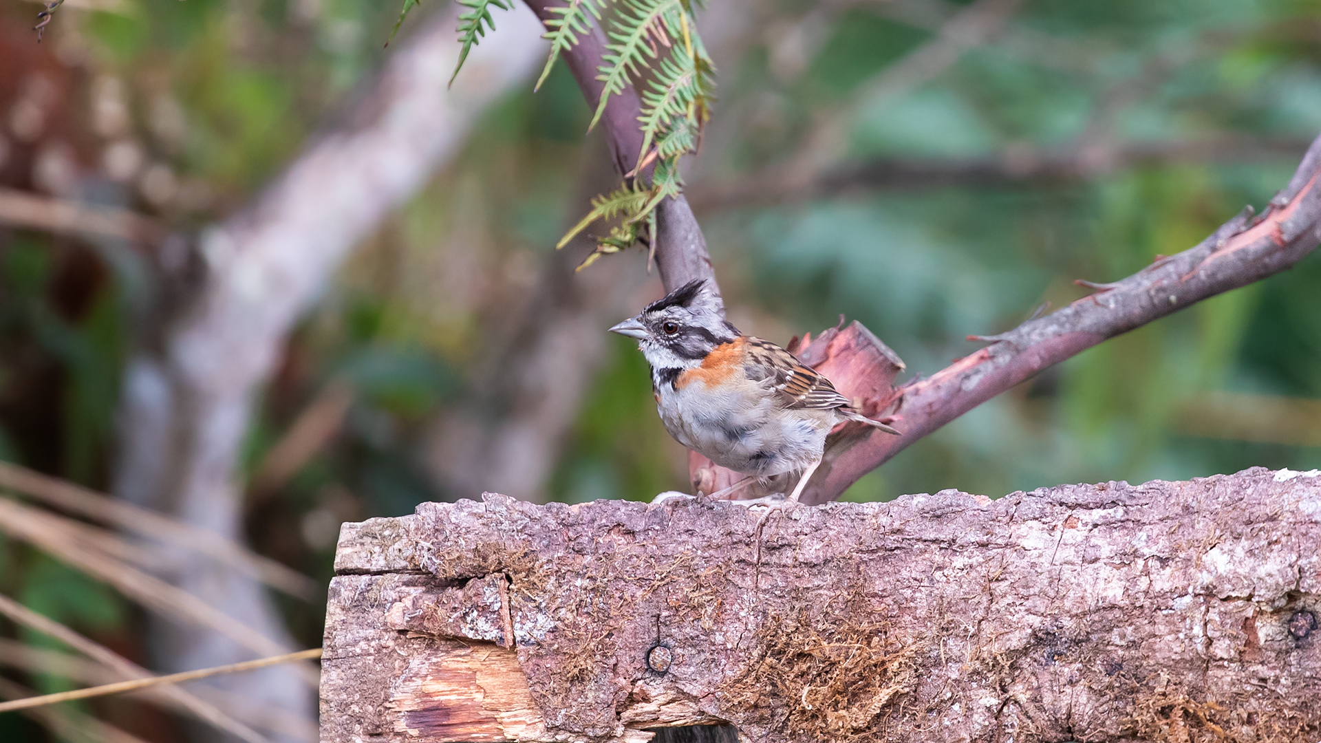 Rufous-collared Sparrow