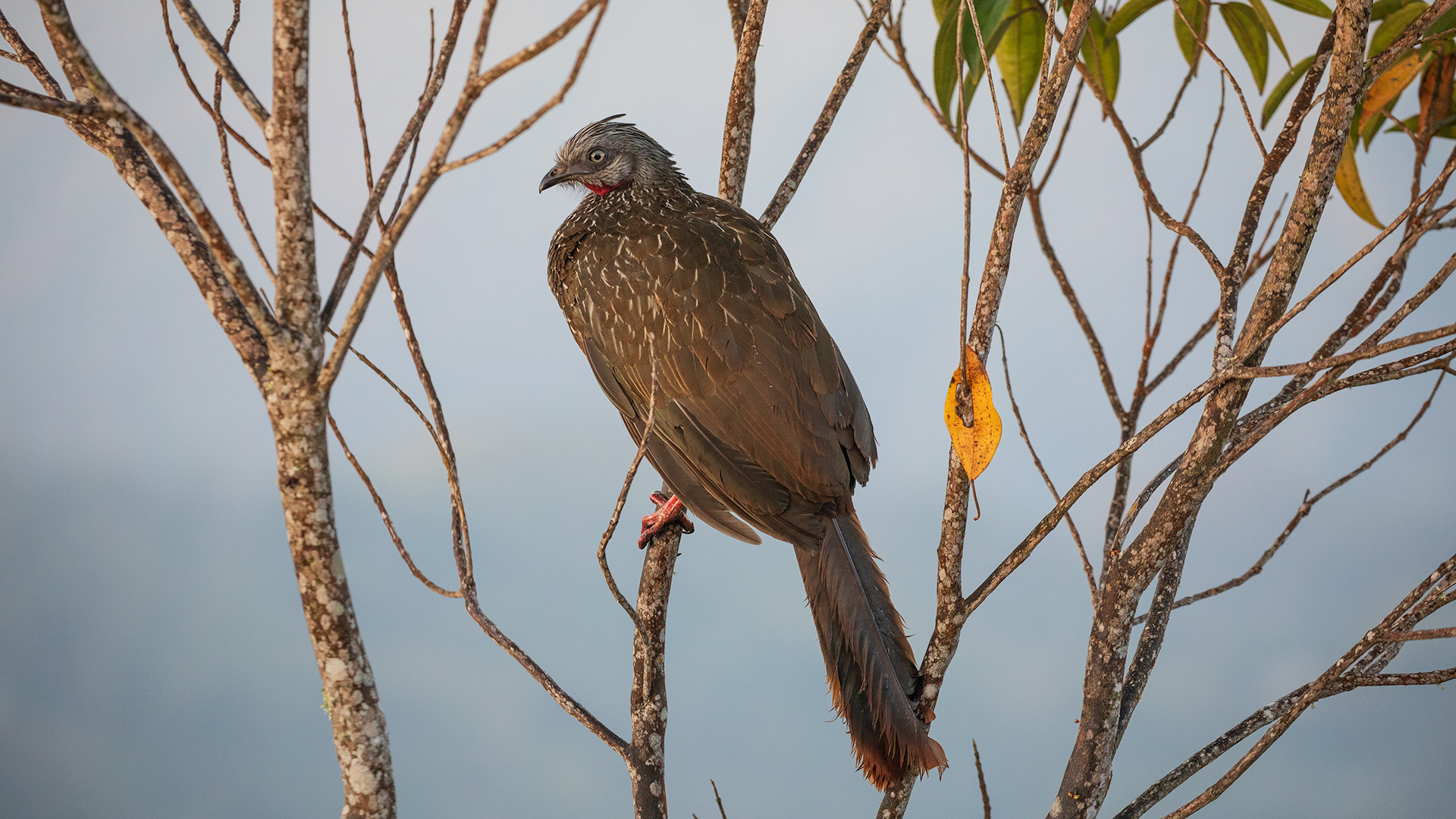 Band-tailed Guan