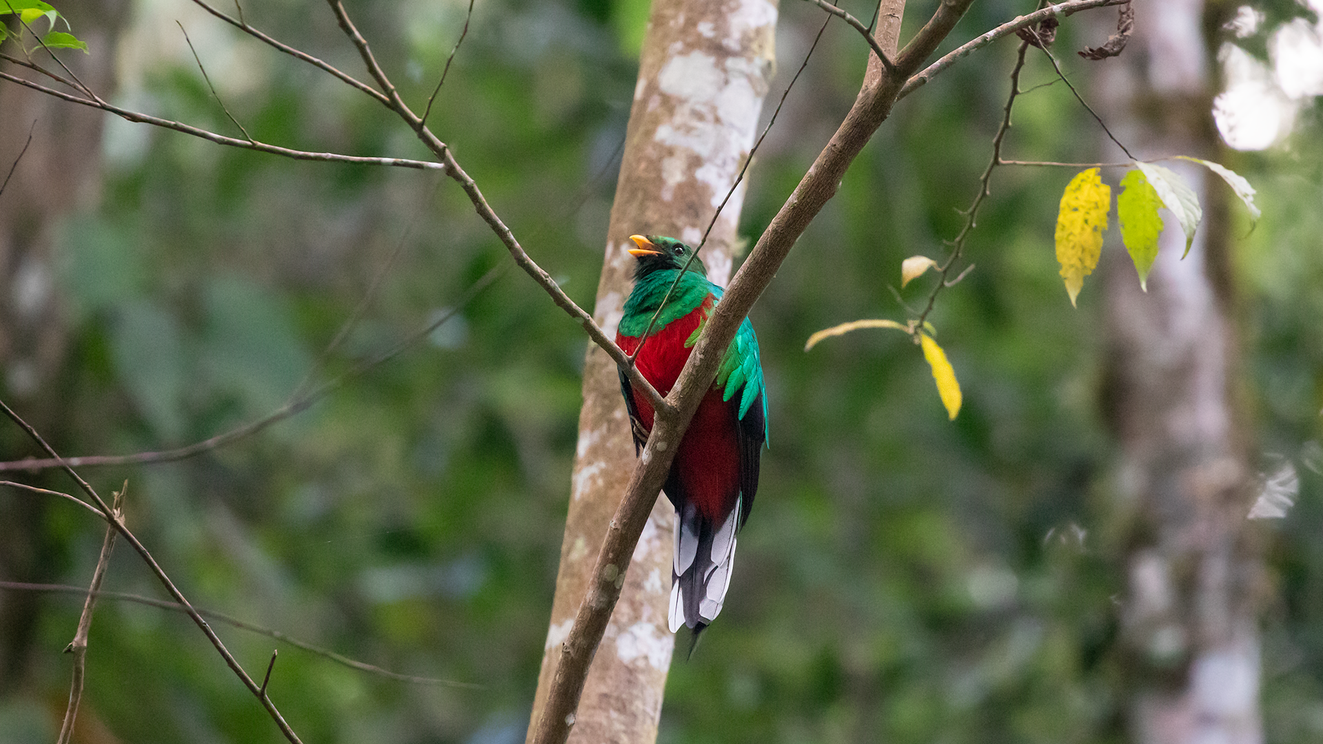 White-tipped Quetzal