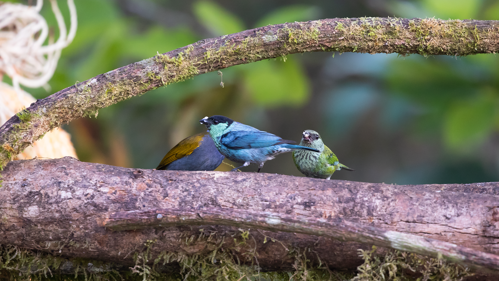 Black-capped Tanager