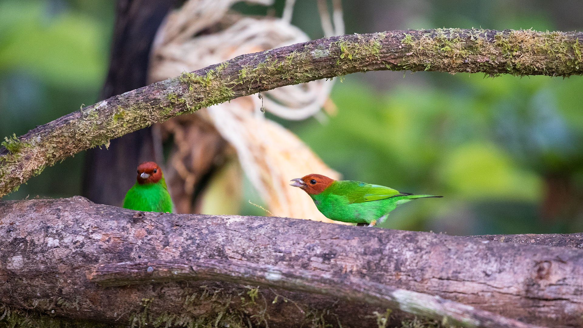 Bay-headed Tanager