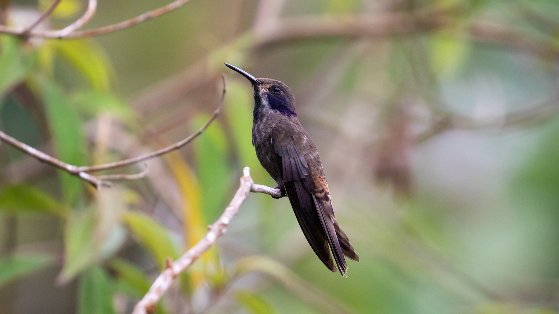 Brown Violetear