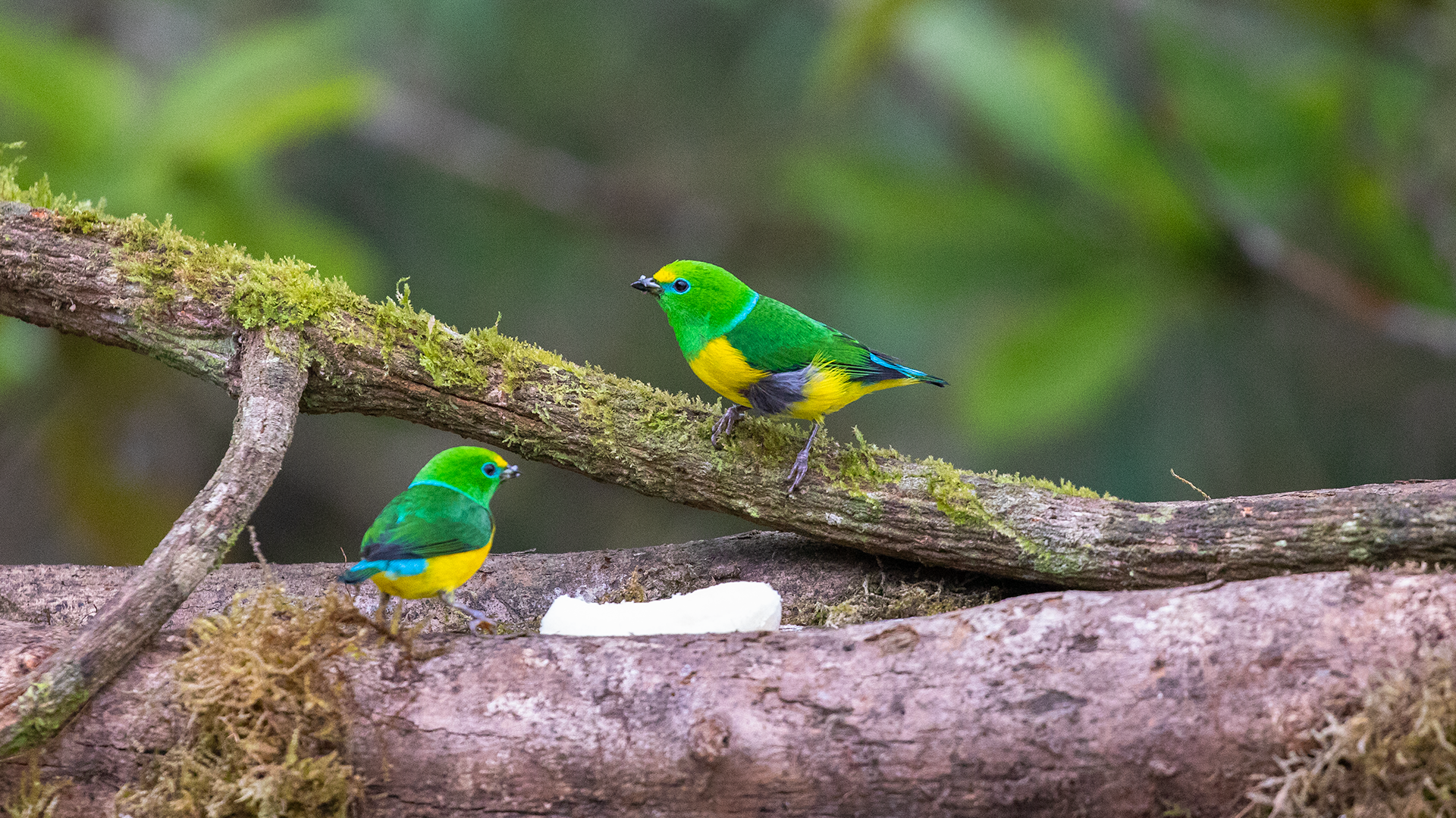 Blue-naped Chlorophonia