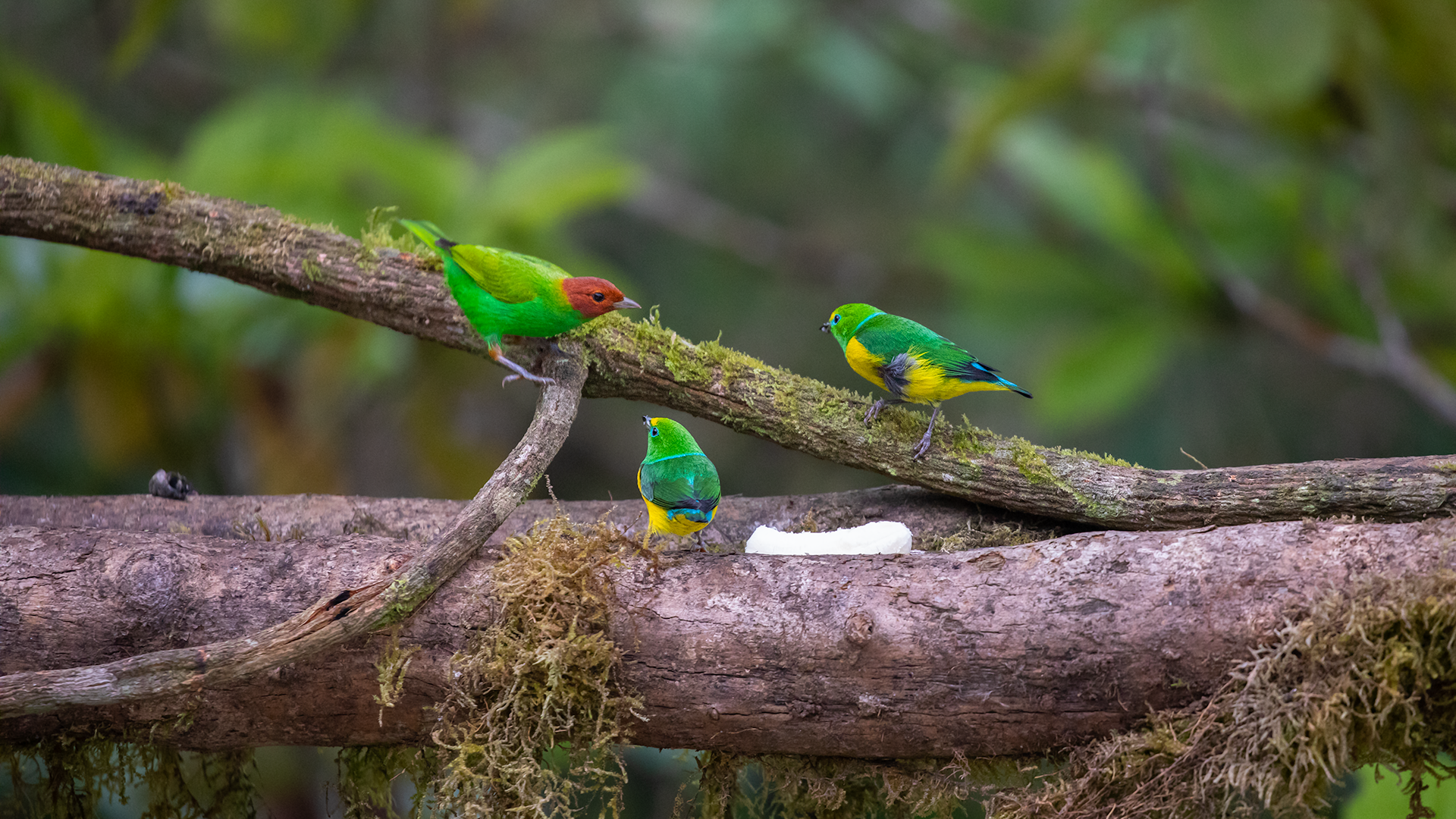 Bay-headed Tanager