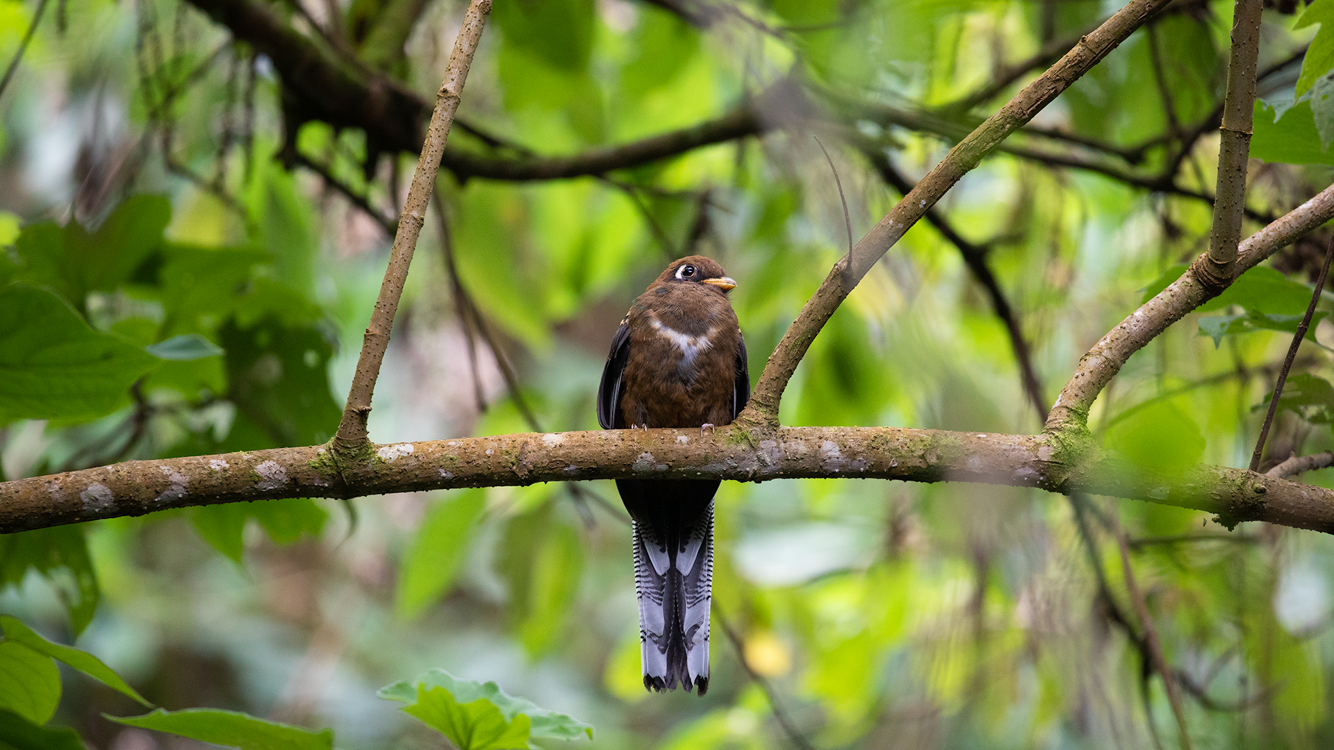 Masked Trogon