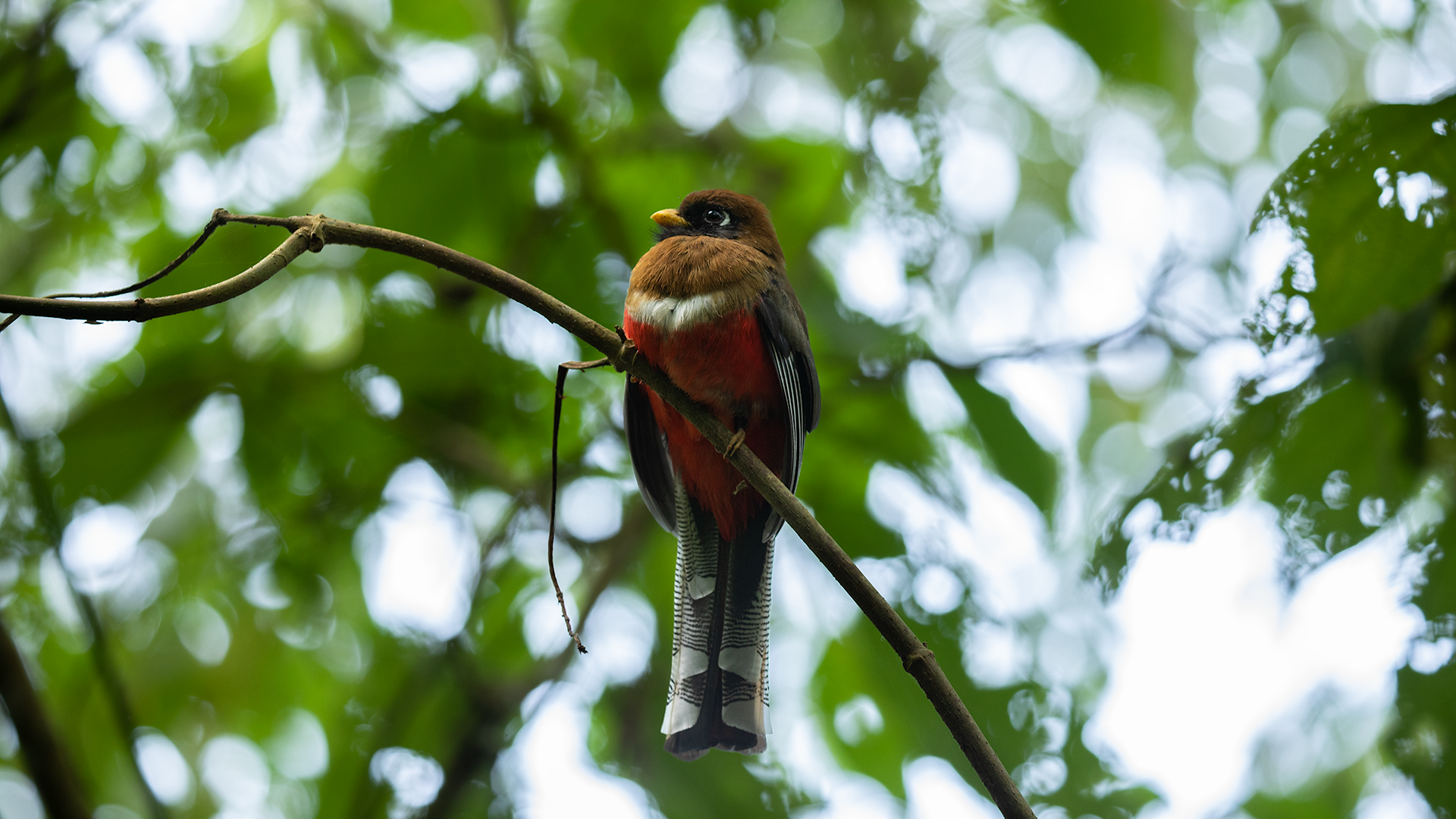 Masked Trogon