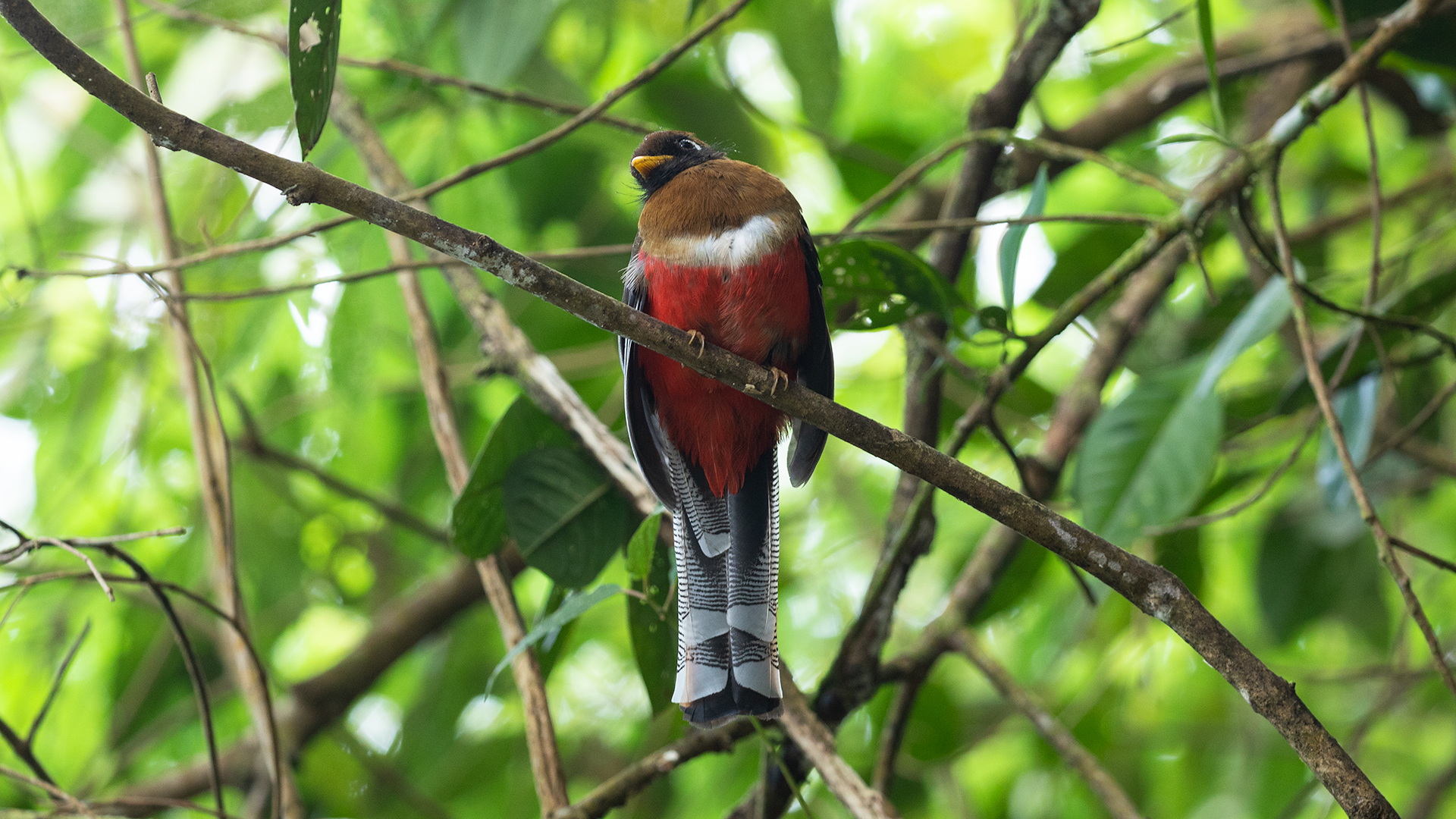 Masked Trogon