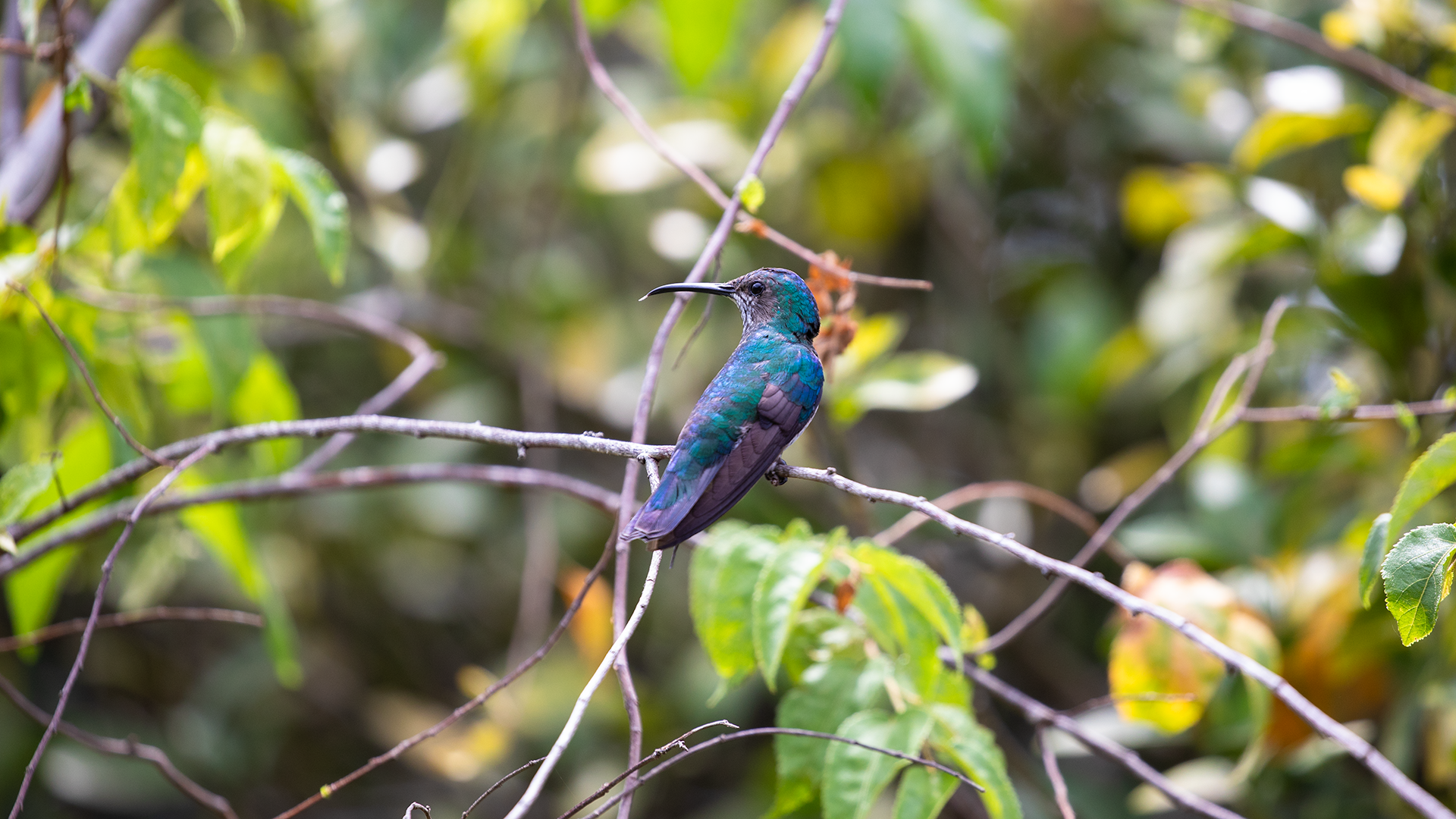 White-necked Jacobin