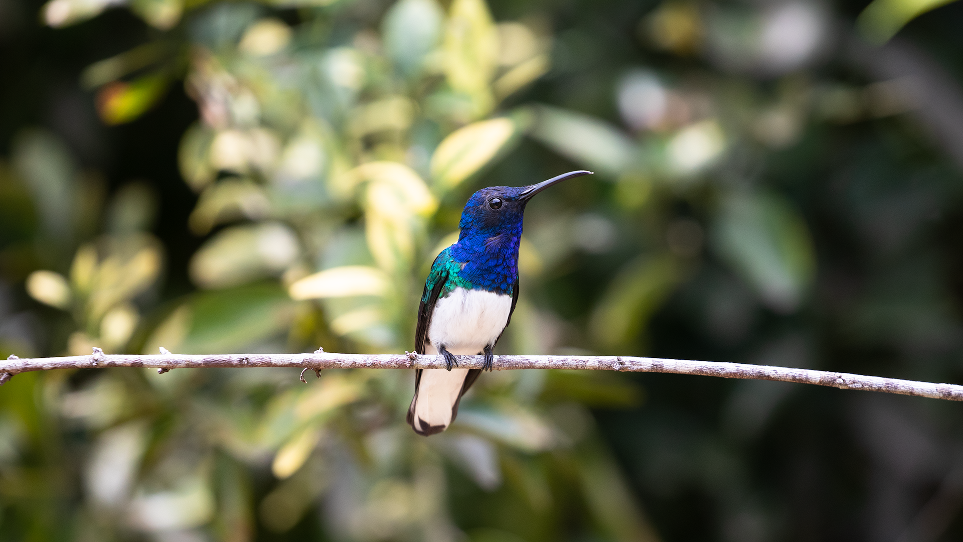 White-necked Jacobin