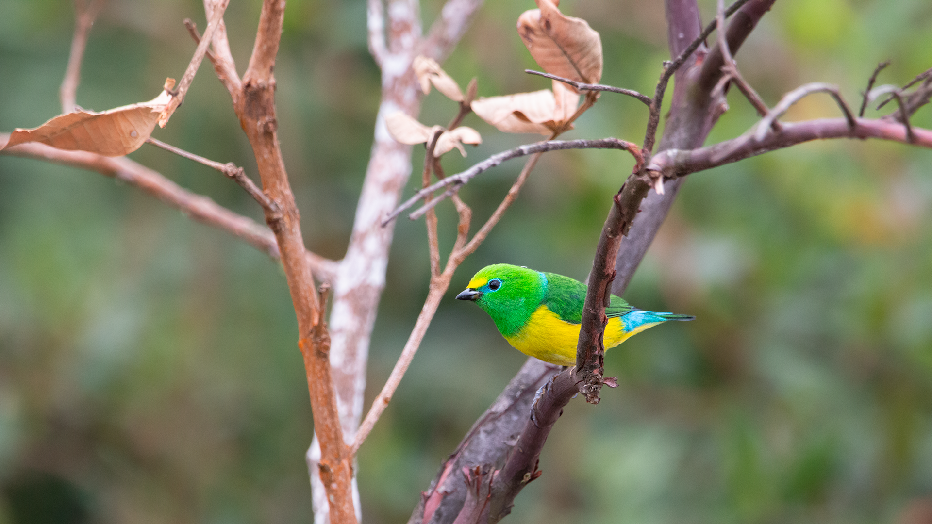 Blue-naped Chlorophonia