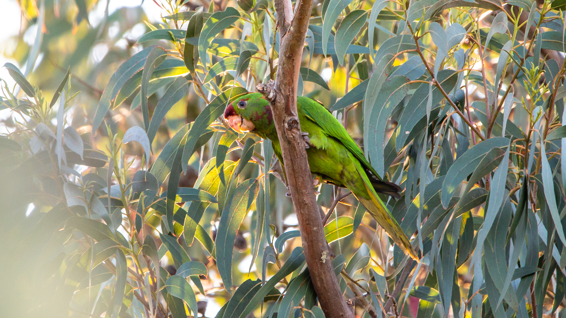 Scarlet-fronted Parakeet