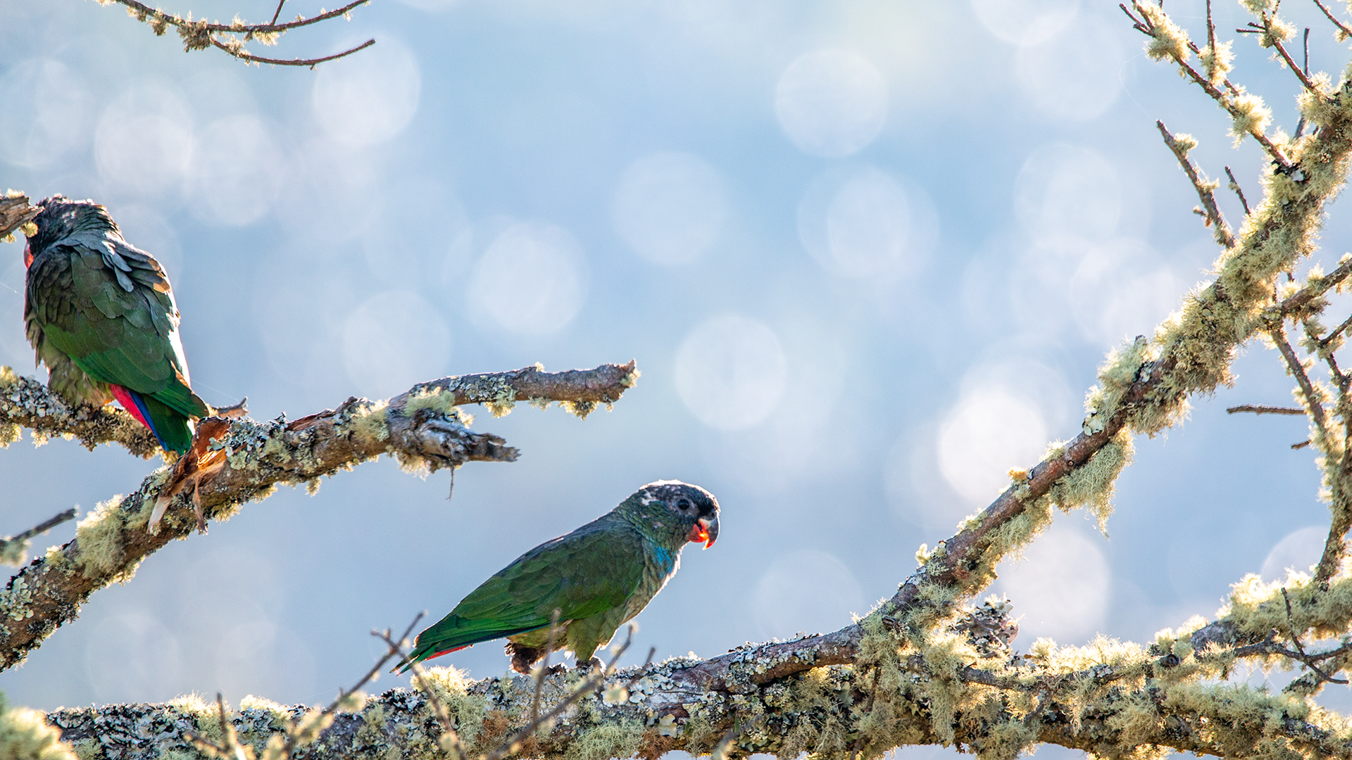 Red-billed Parrot