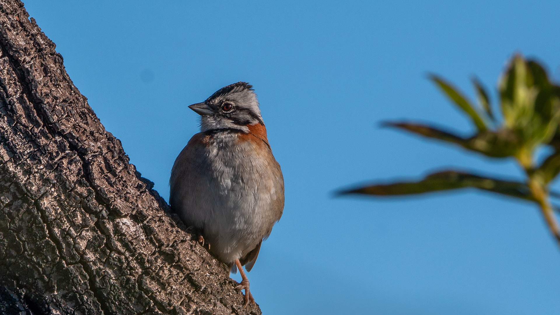 Rufous-collared Sparrow