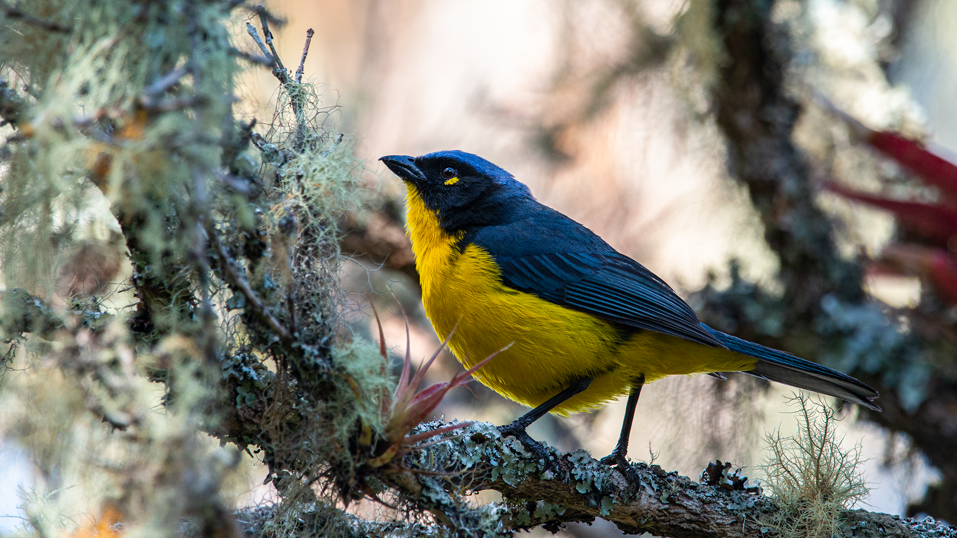 Black-cheeked Mountain Tanager