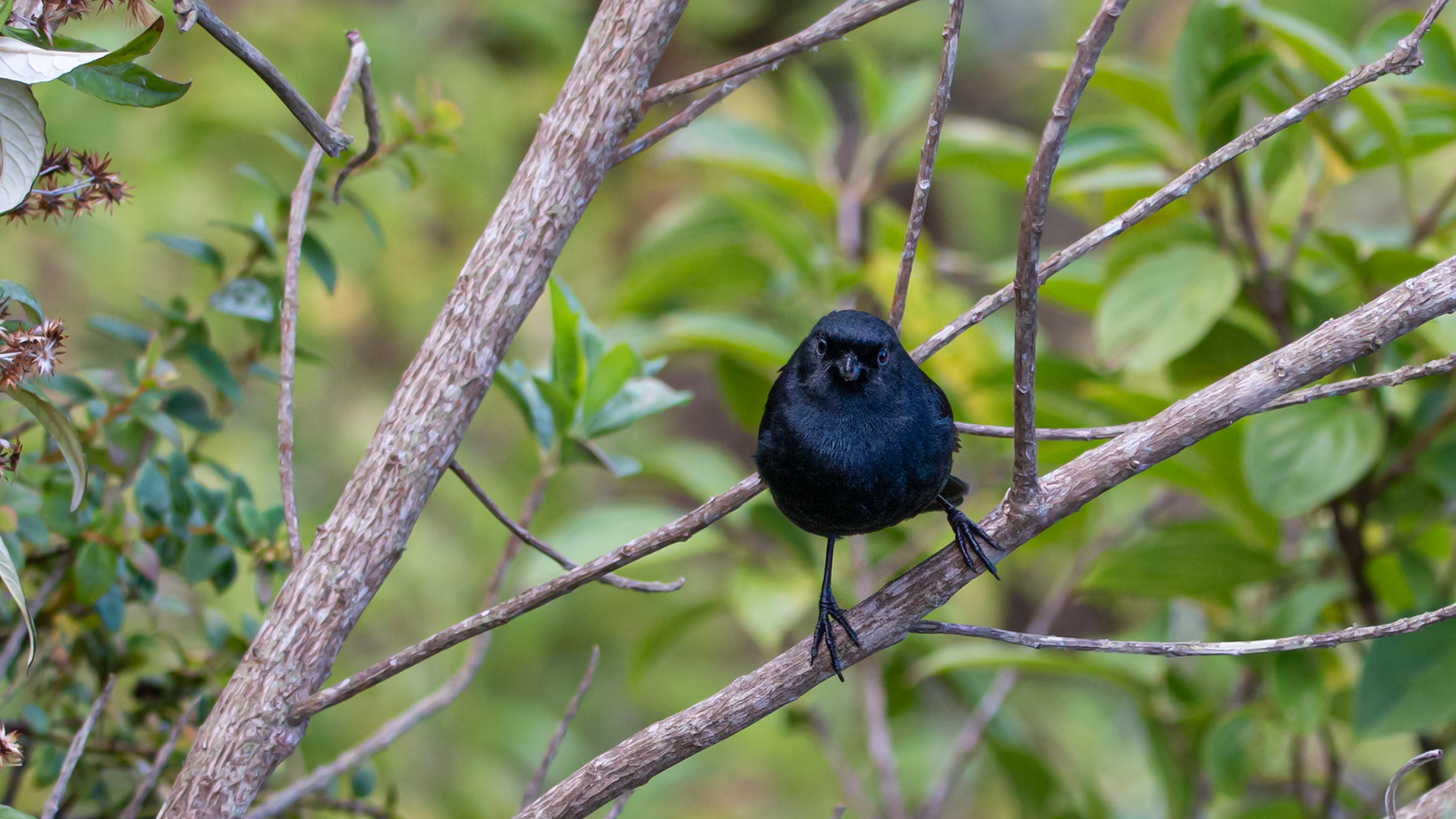 Black Flowerpiercer