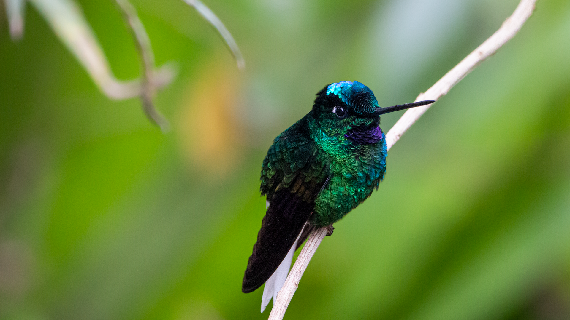 White-tailed Starfrontlet