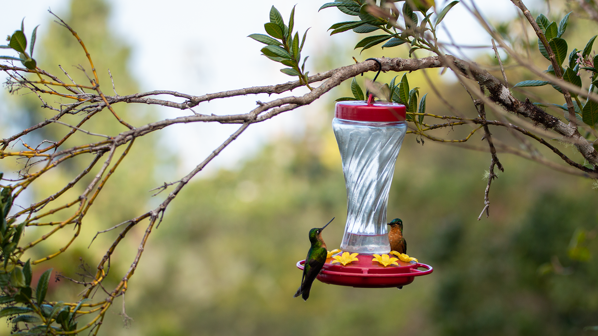 White-tailed Starfrontlet