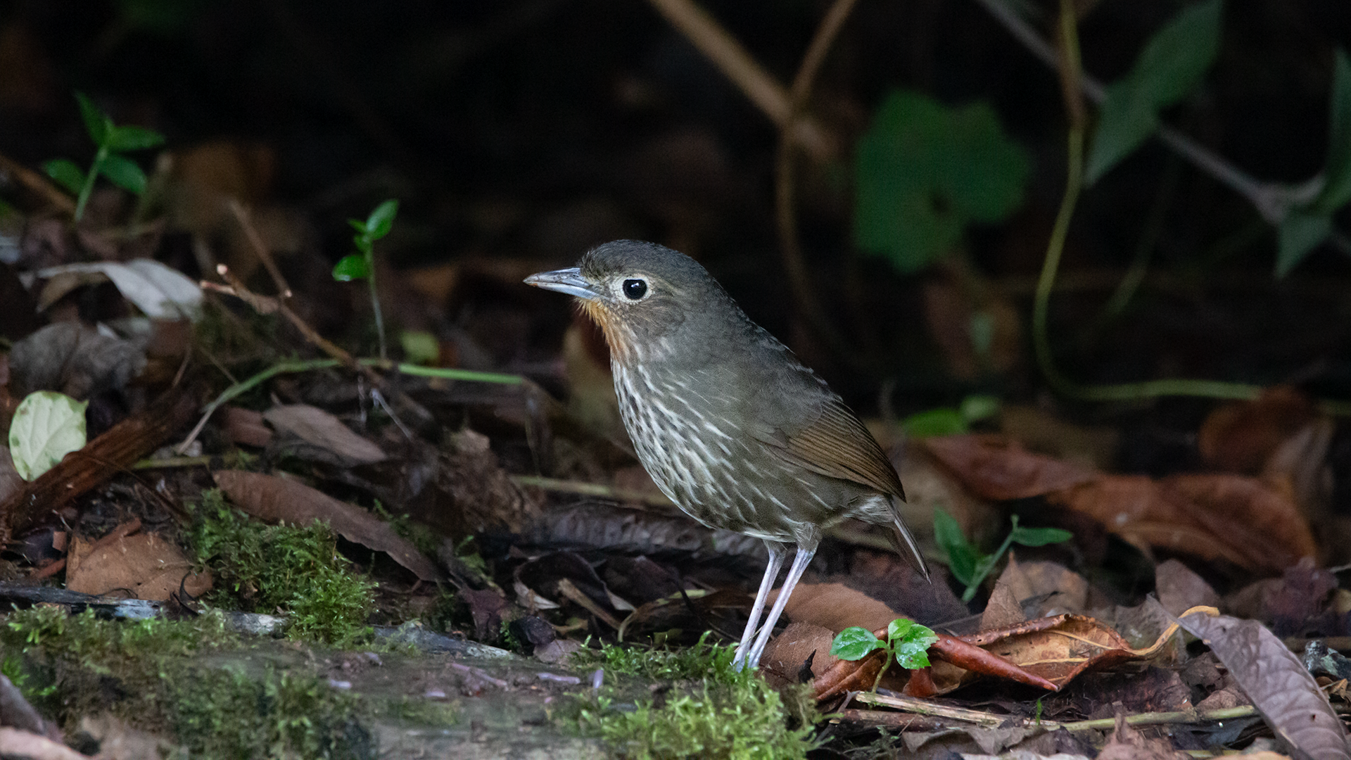 Santa Marta Antpitta