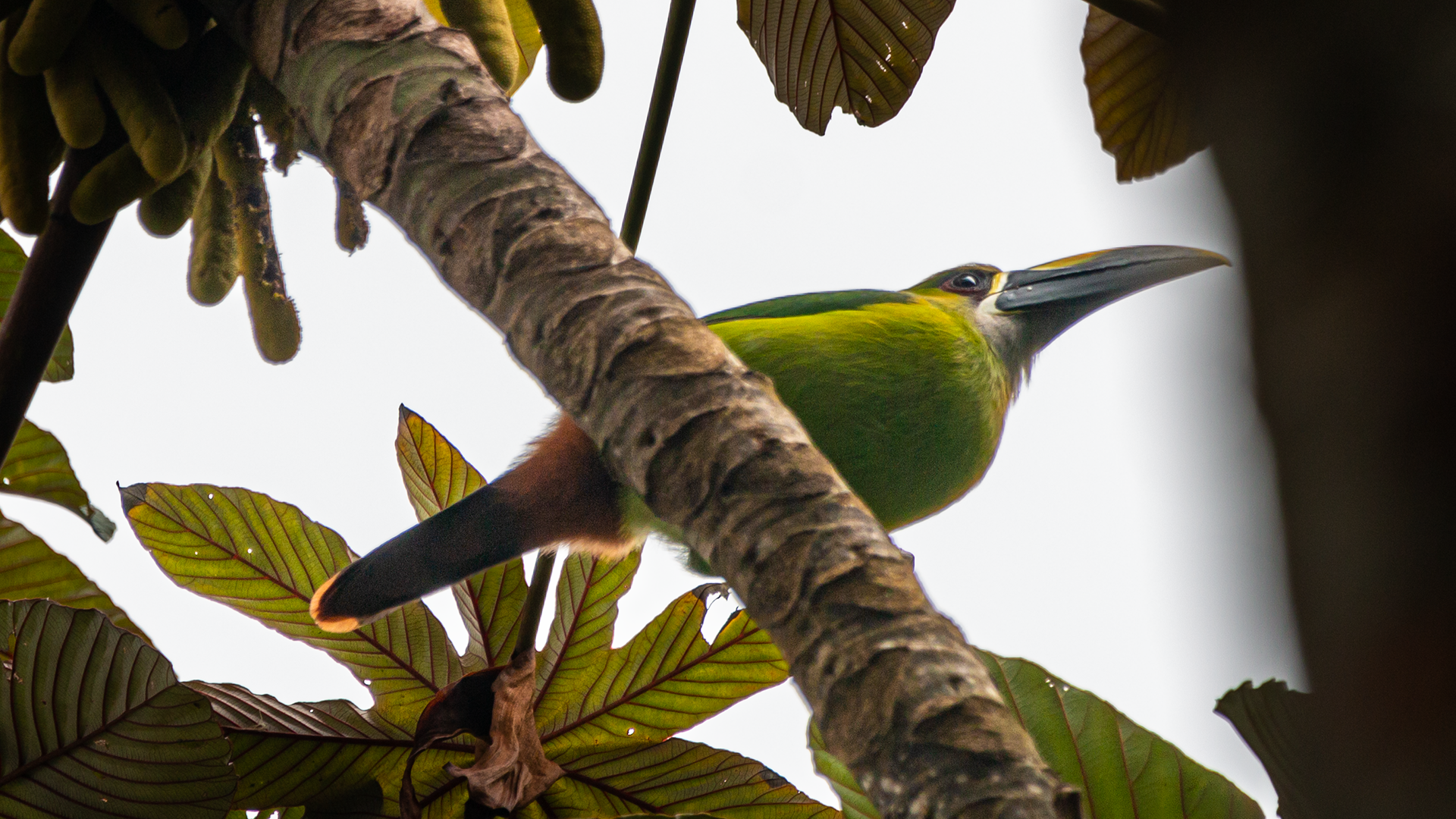 Northern Emerald-Toucanet