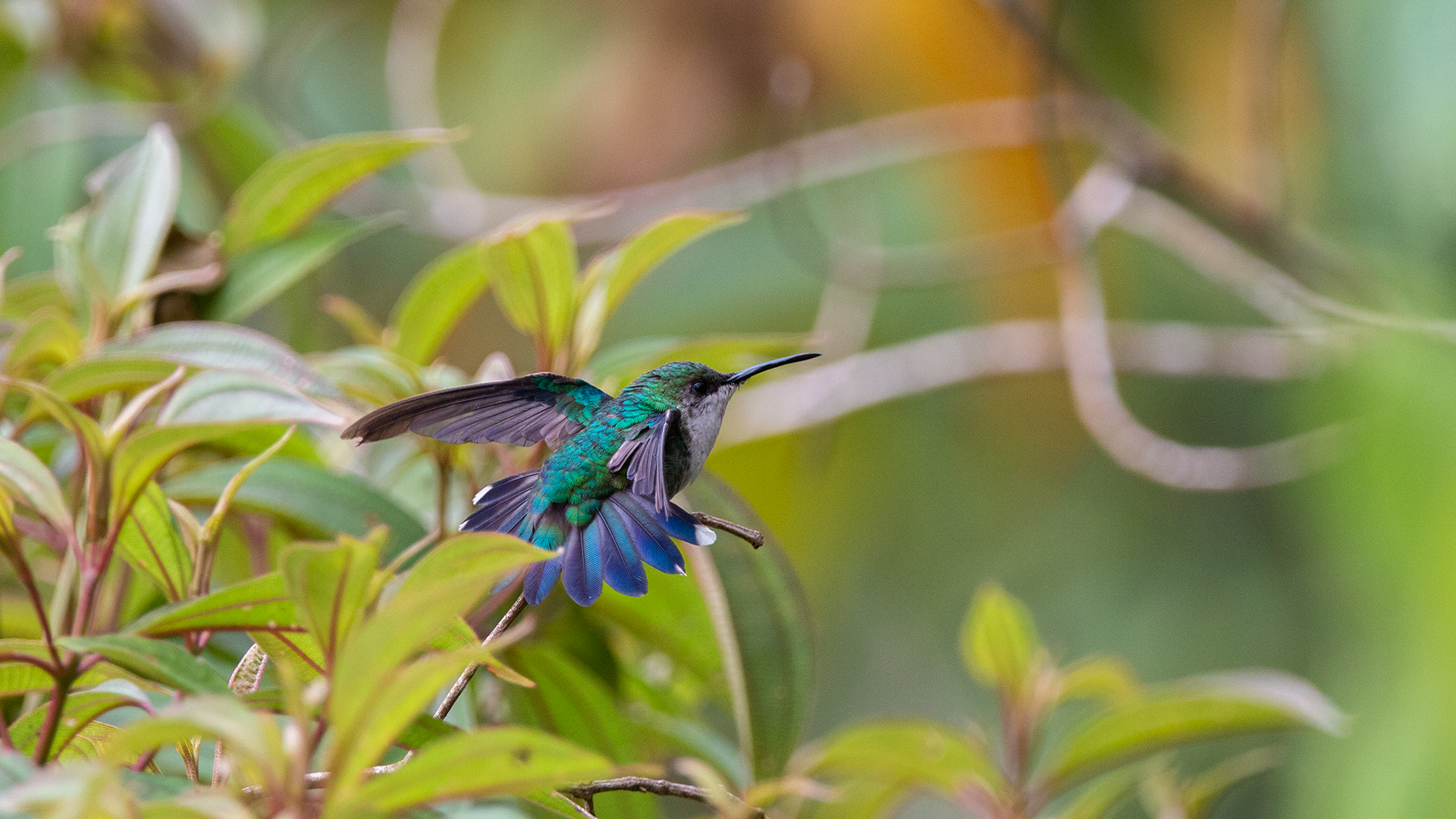 Fork-tailed Woodnymph