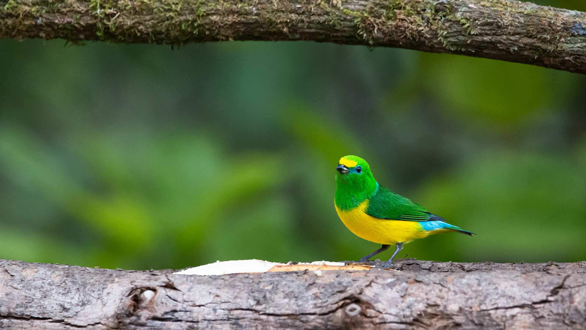 Blue-naped Chlorophonia