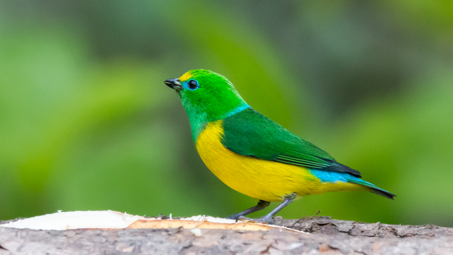 Blue-naped Chlorophonia