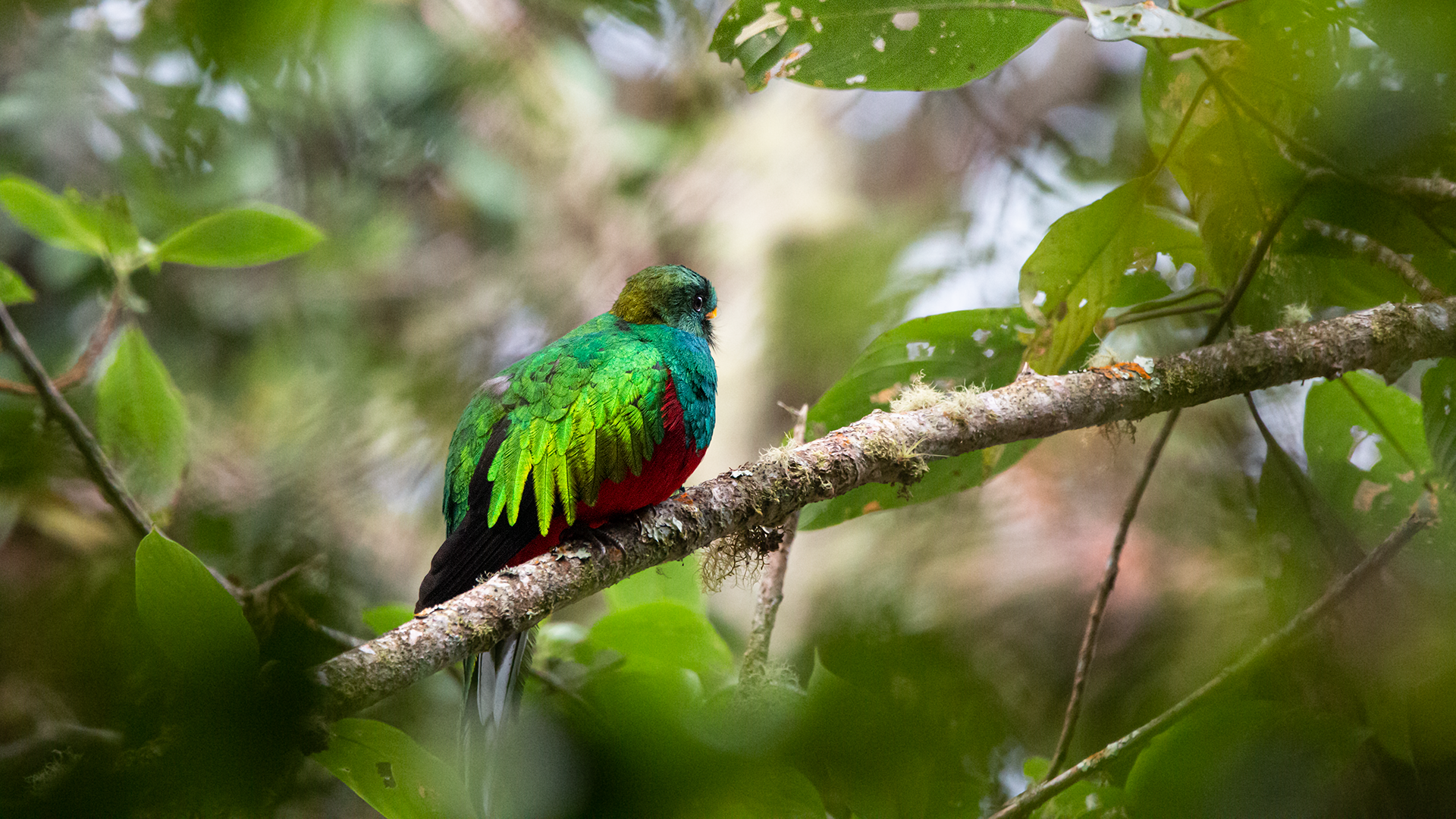 White-tipped Quetzal