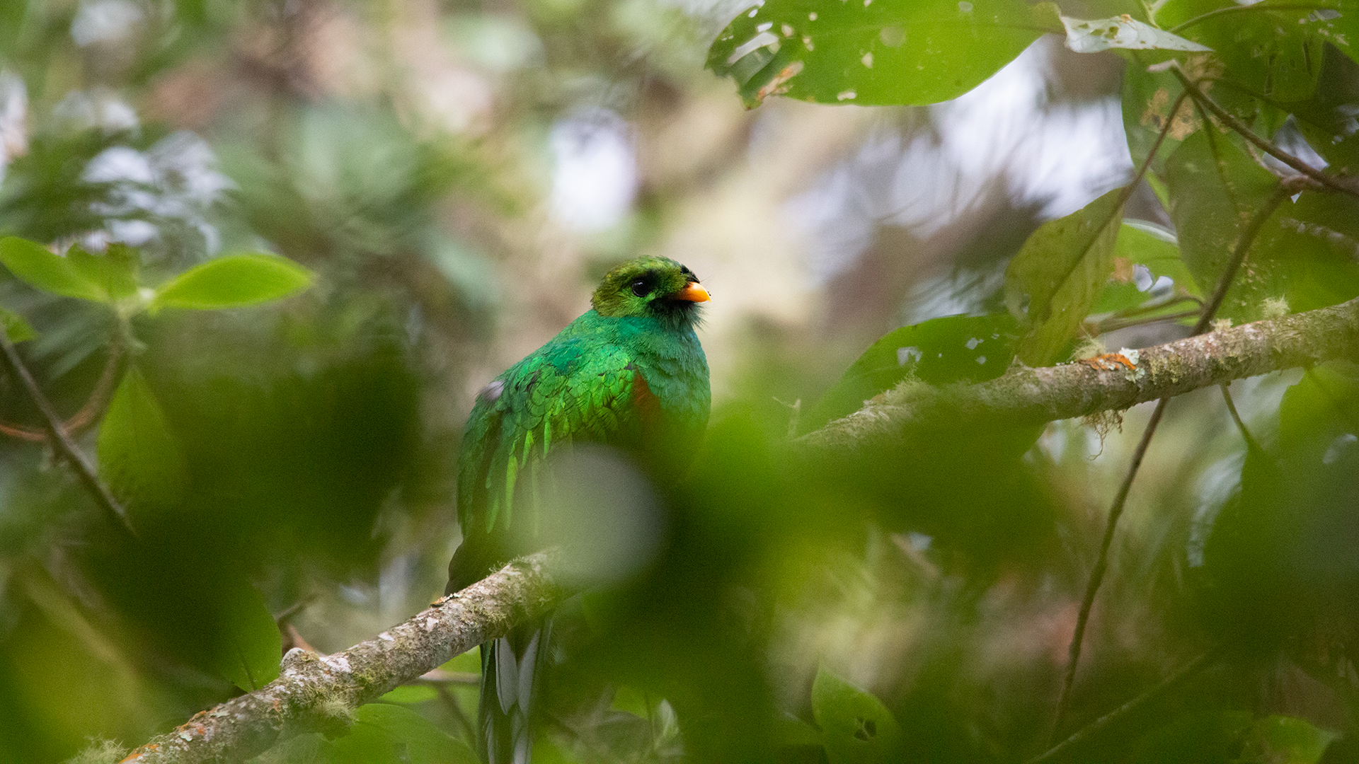 White-tipped Quetzal